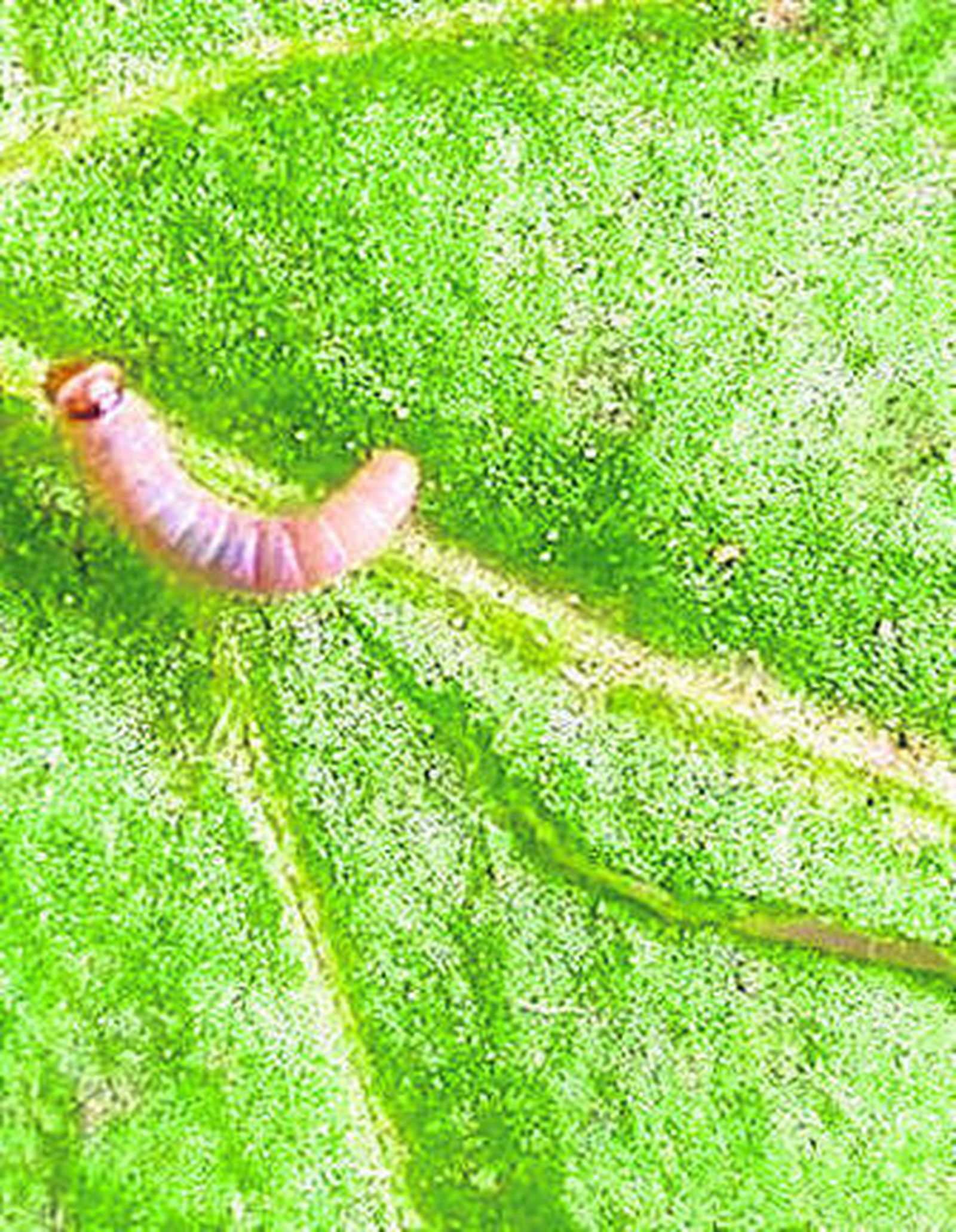 Imagen de una polilla del tomate.