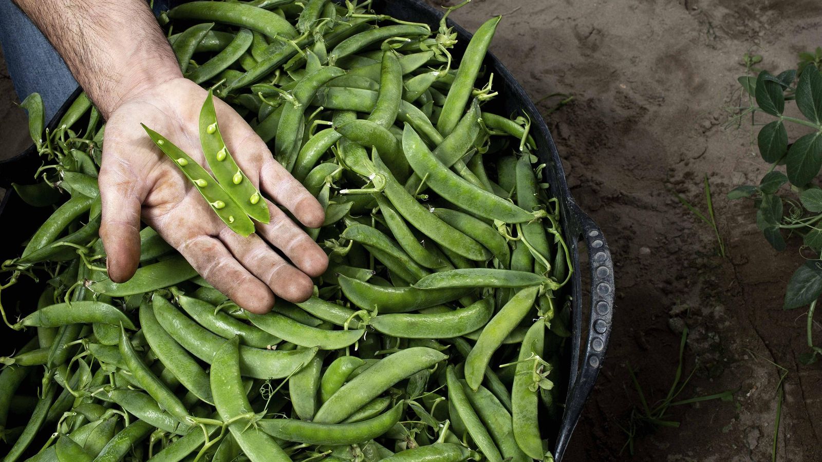 Guisante lágrima, la última innovación.