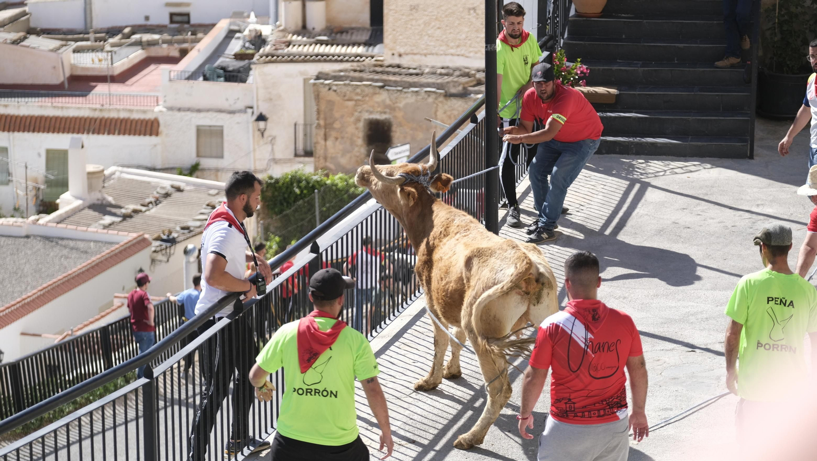 Imágenes de los toros ensogaos y San Marcos, en las Fiestas de Ohanes