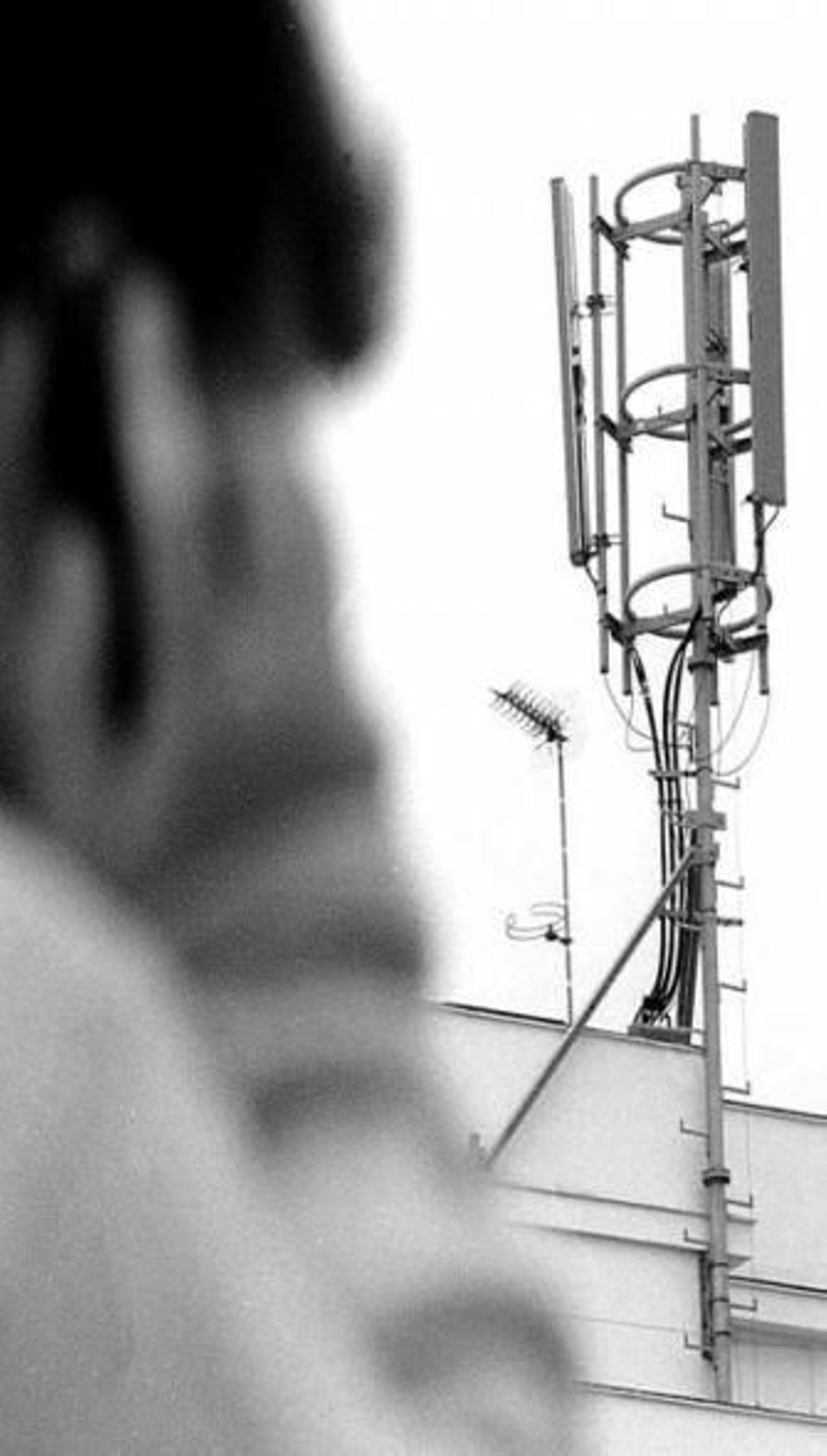 Afecta a los de tercera generación.