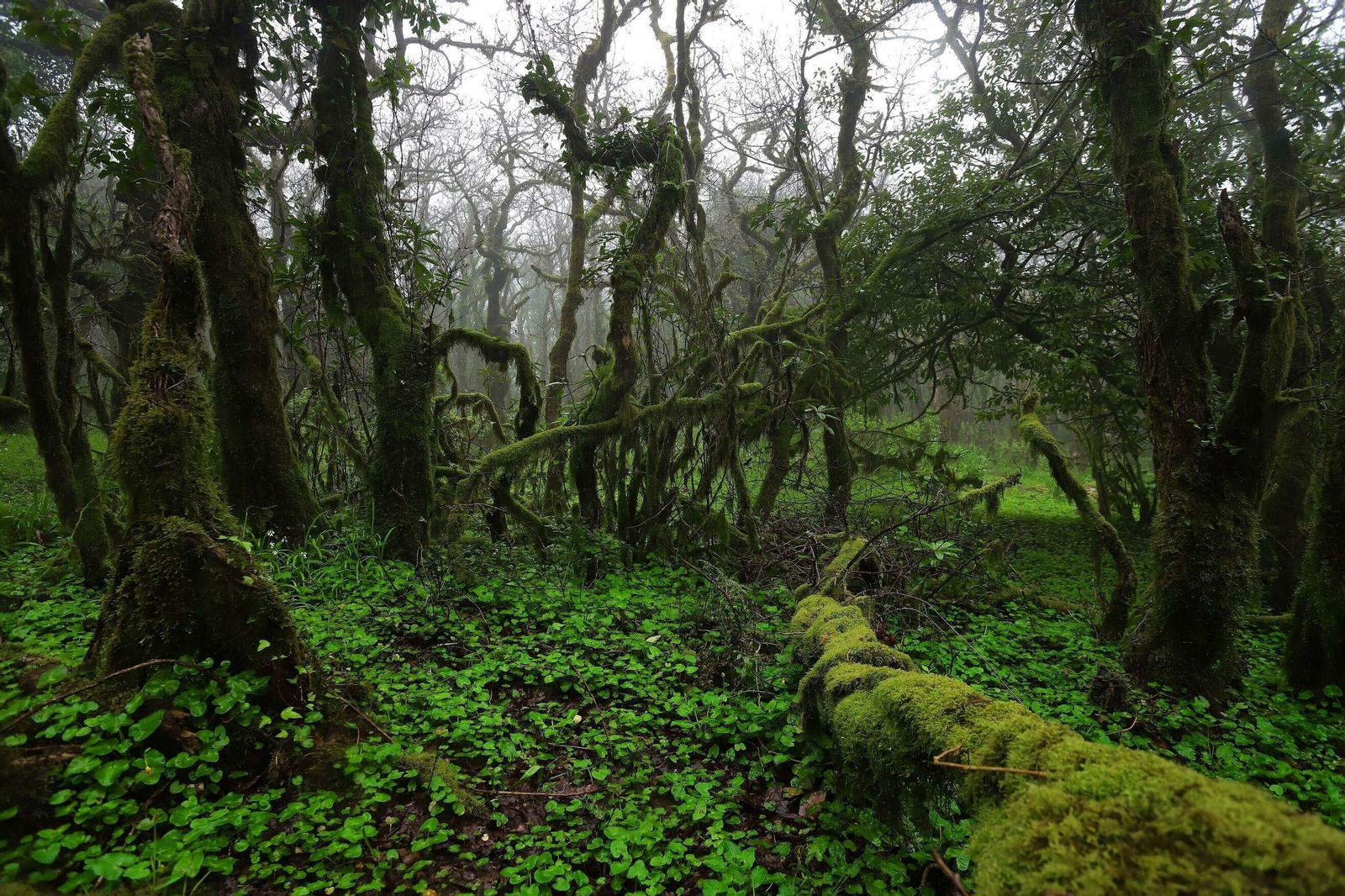 Sumérgete de lleno en la naturaleza este otoño con algunos de los bosques más bonitos de Granada