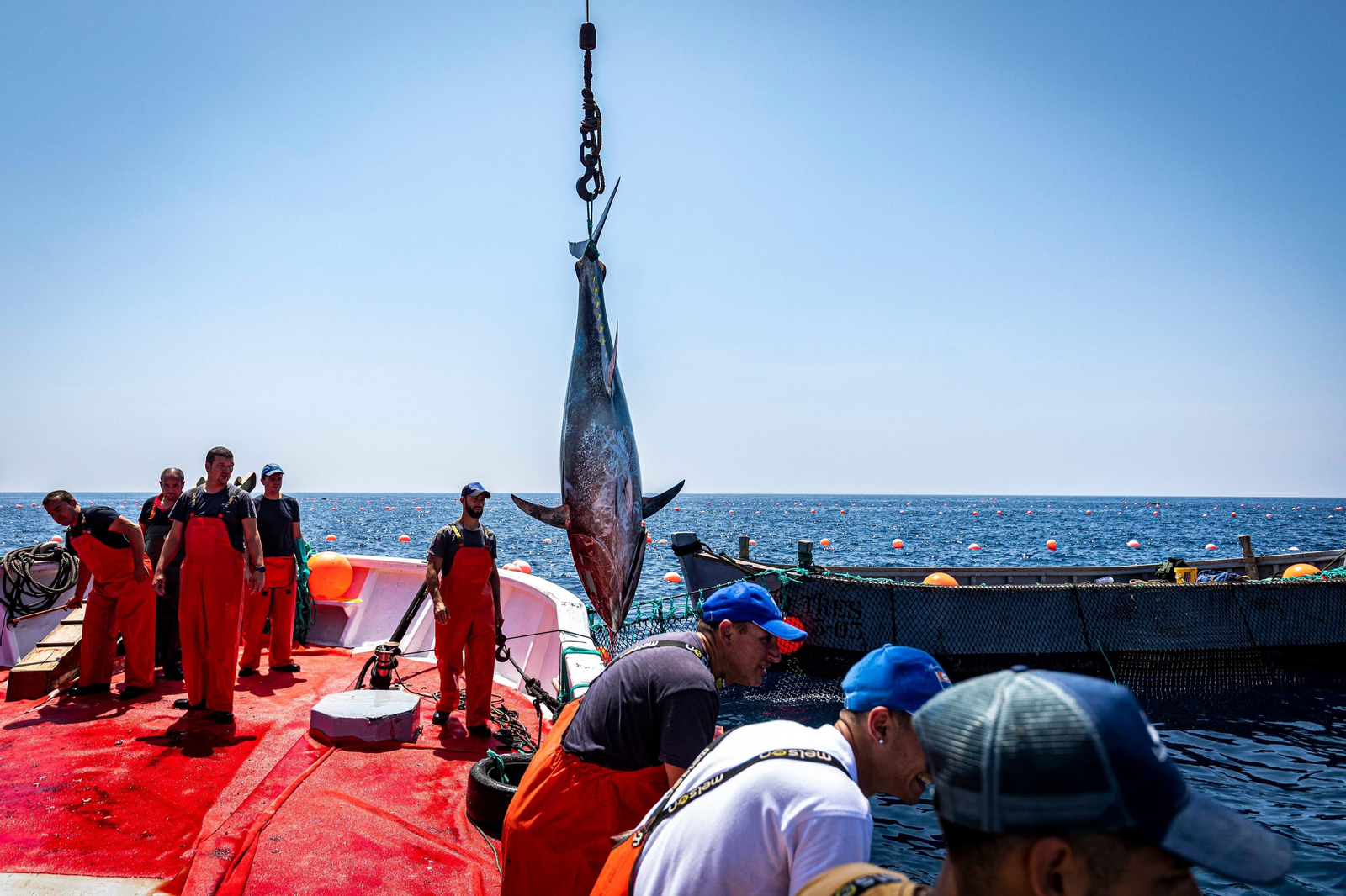 Las imágenes de la primera levantá en la almadraba de Barbate