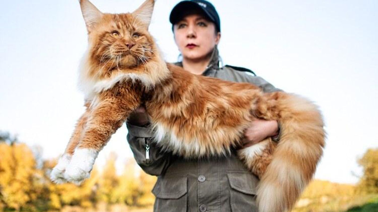 Maine coon