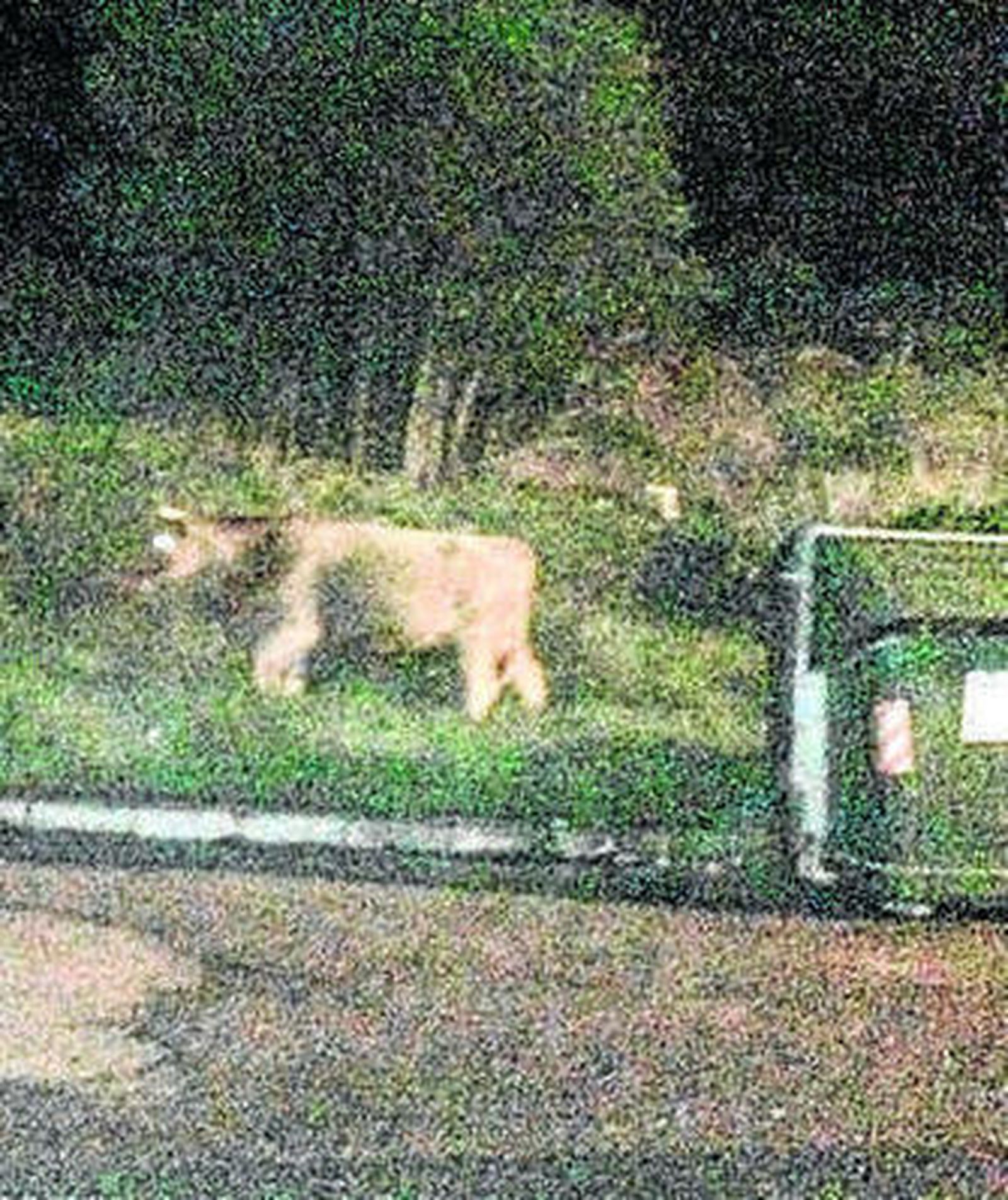 Una de las vacas, fotografiada ayer.