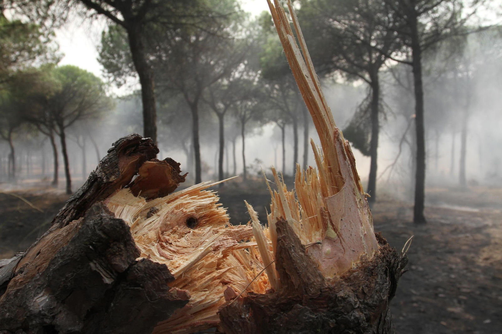 Las imágenes del incendio en Moguer y Mazagón