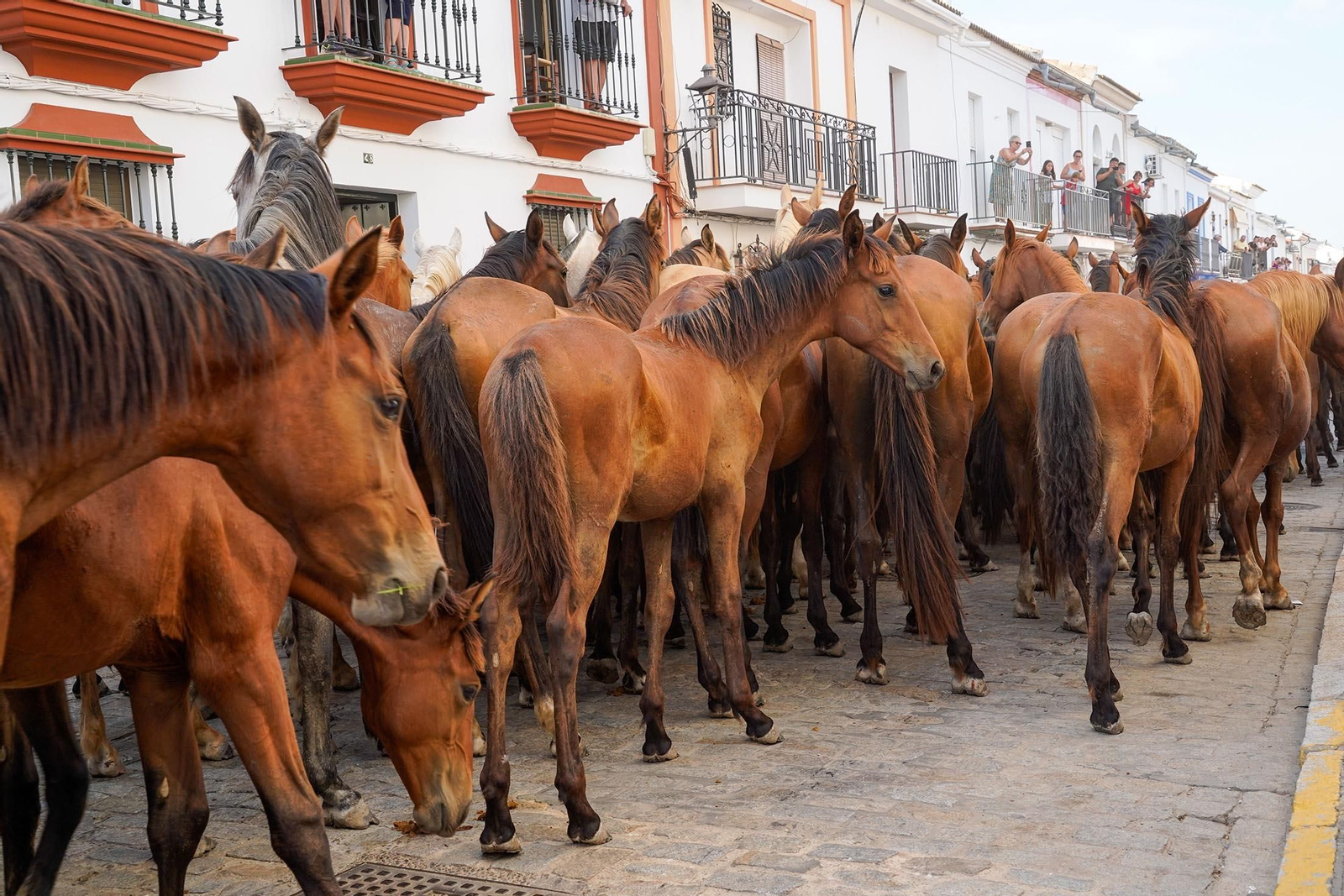 Las imágenes más destacas de la recogida de las yeguas en Hinojos