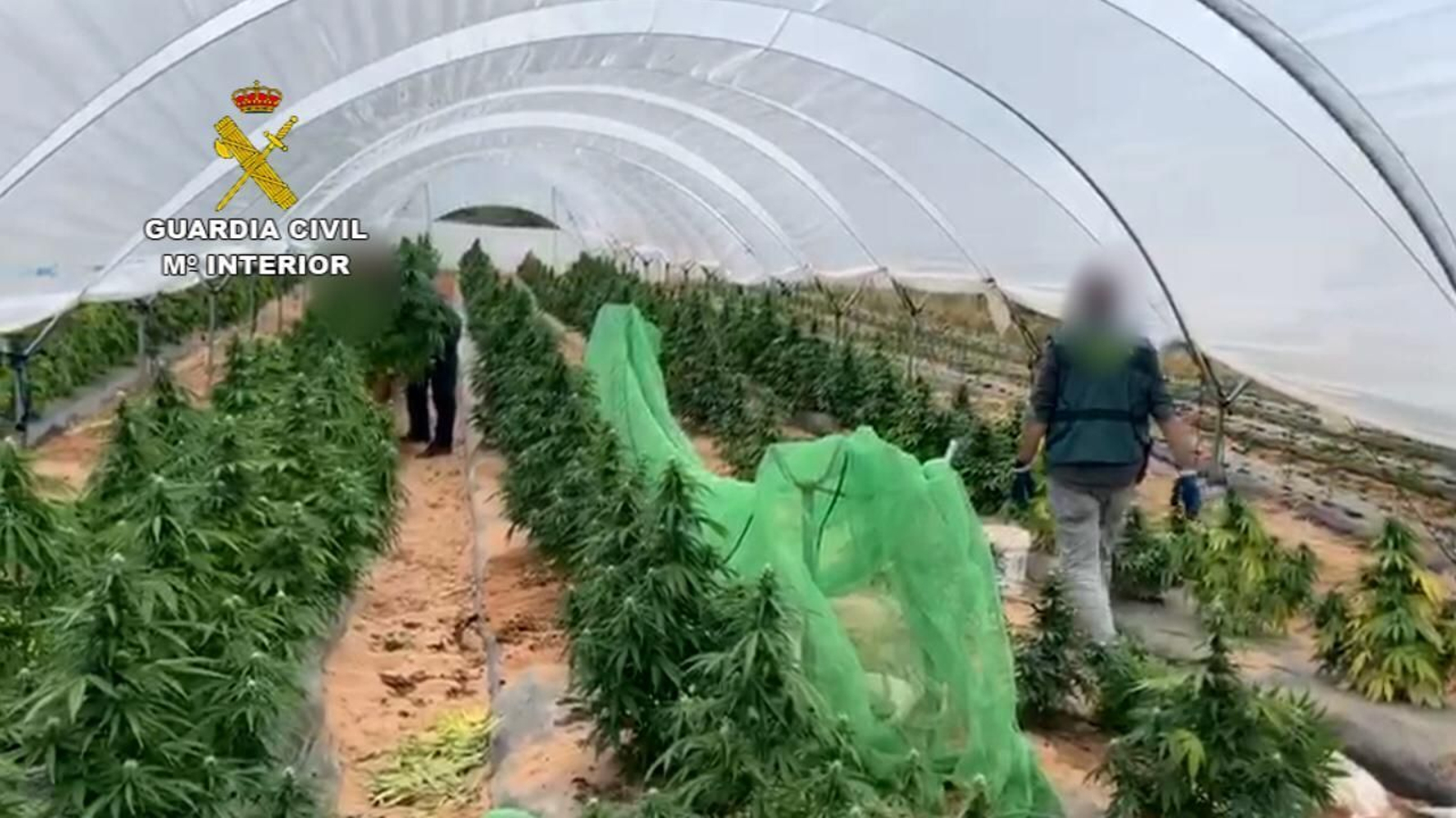 Plantación de marihuana.