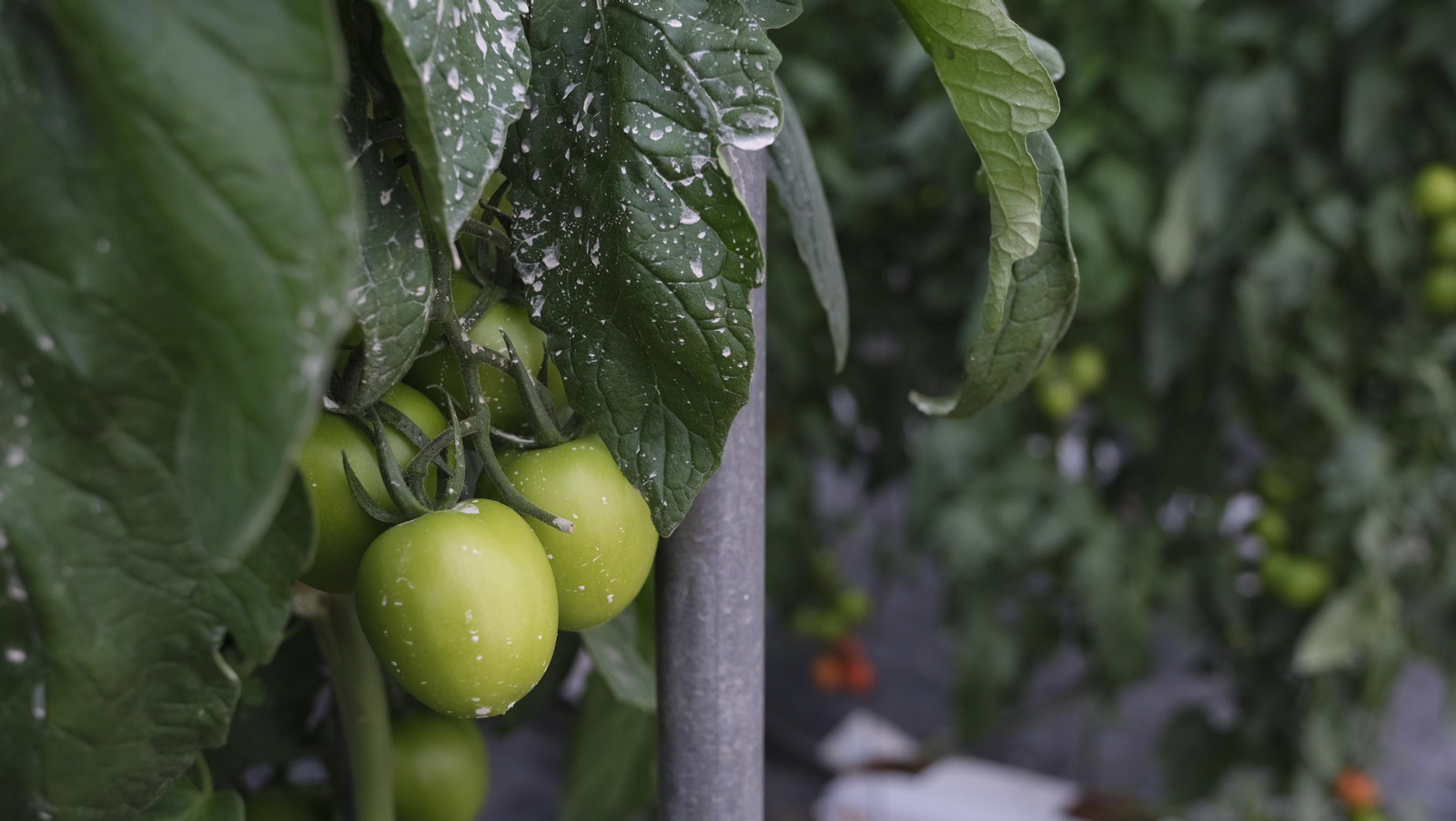 Imágenes del Foro Datagri en Las Palmerillas Cajamar