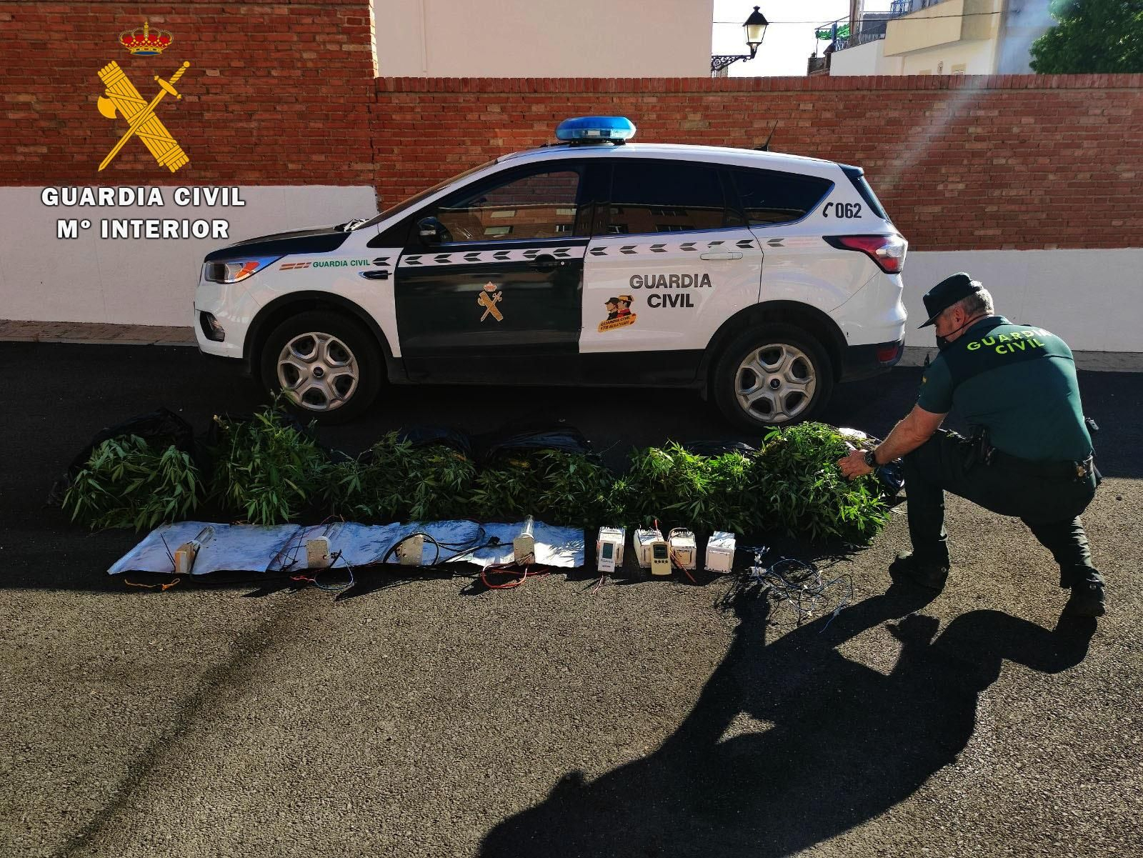 Marihuana intervenida por la Guardia Civil en Fernán Núñez.