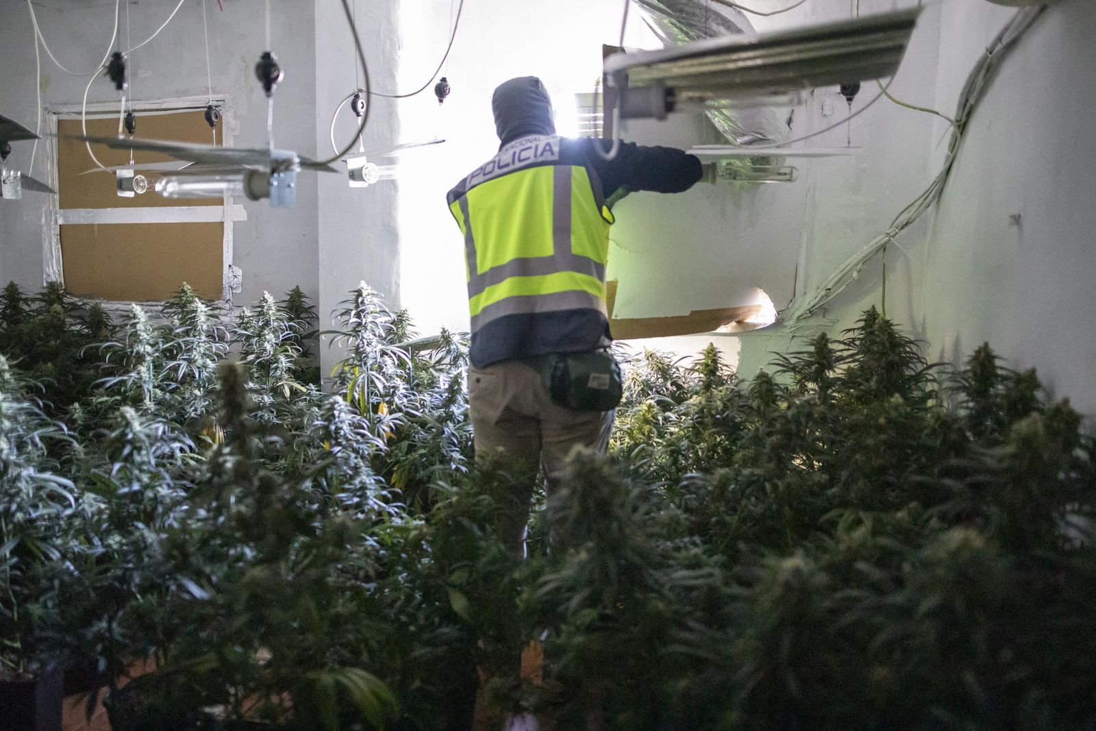 Imagen de archivo de una intervención de la Policía Nacional en una plantación de marihuana