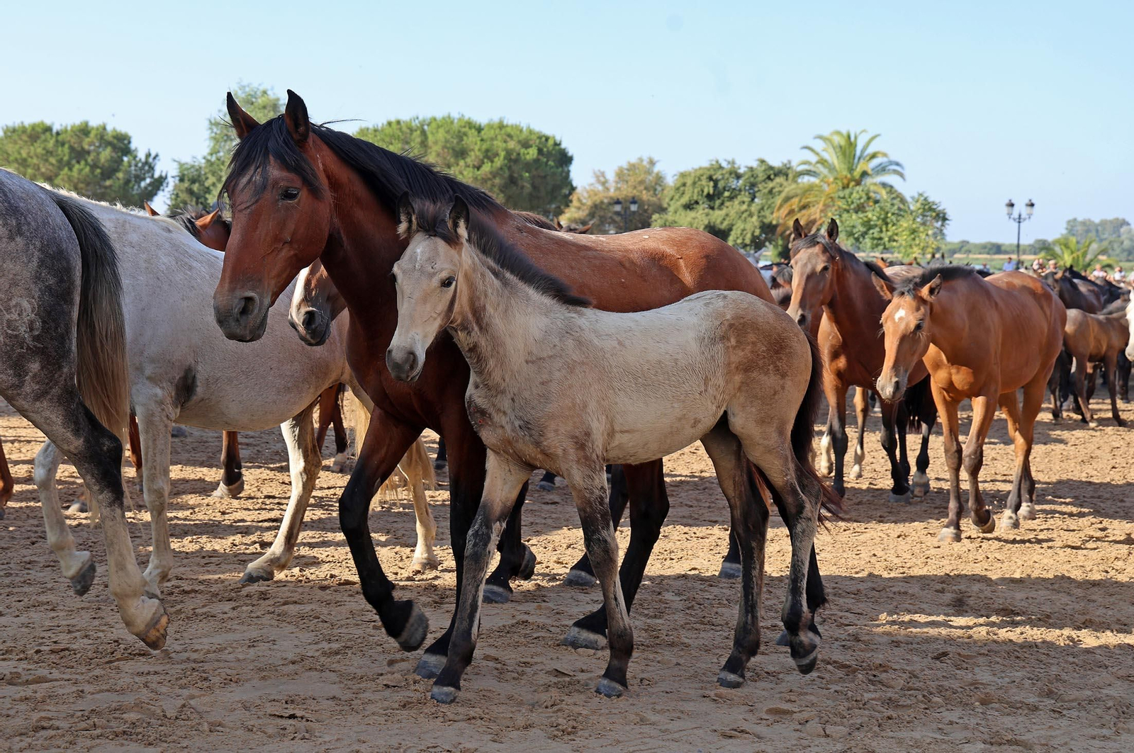 Las mejores imágenes de la Saca de las Yeguas 2025