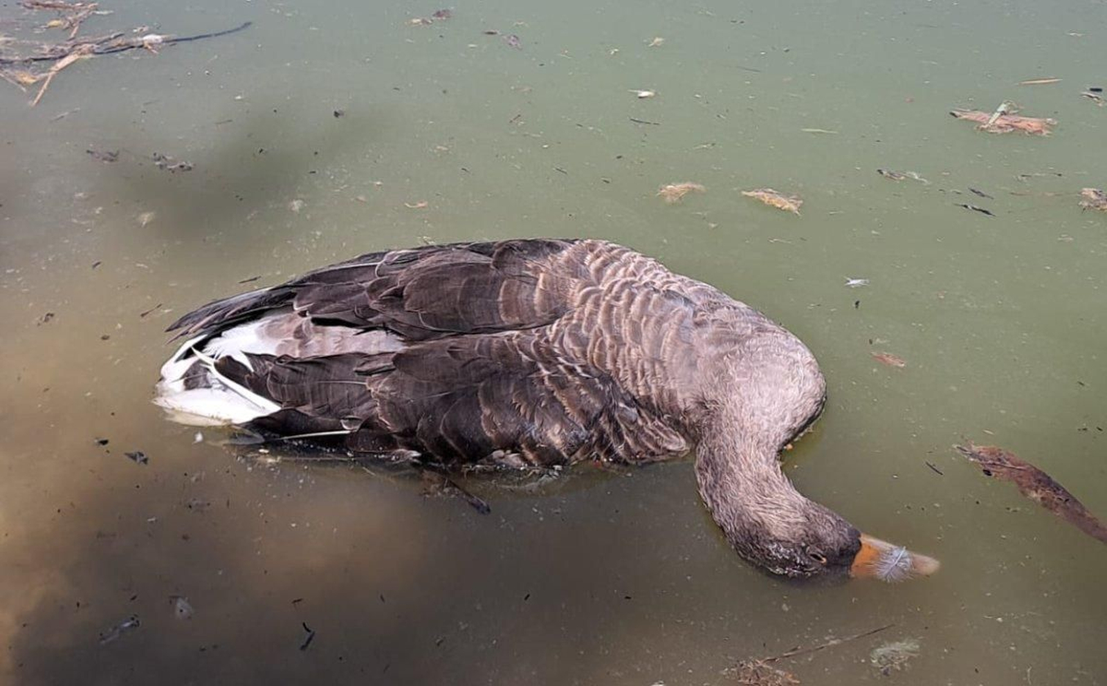Aves muertas en Sevilla: un centenar halladas en tres parques