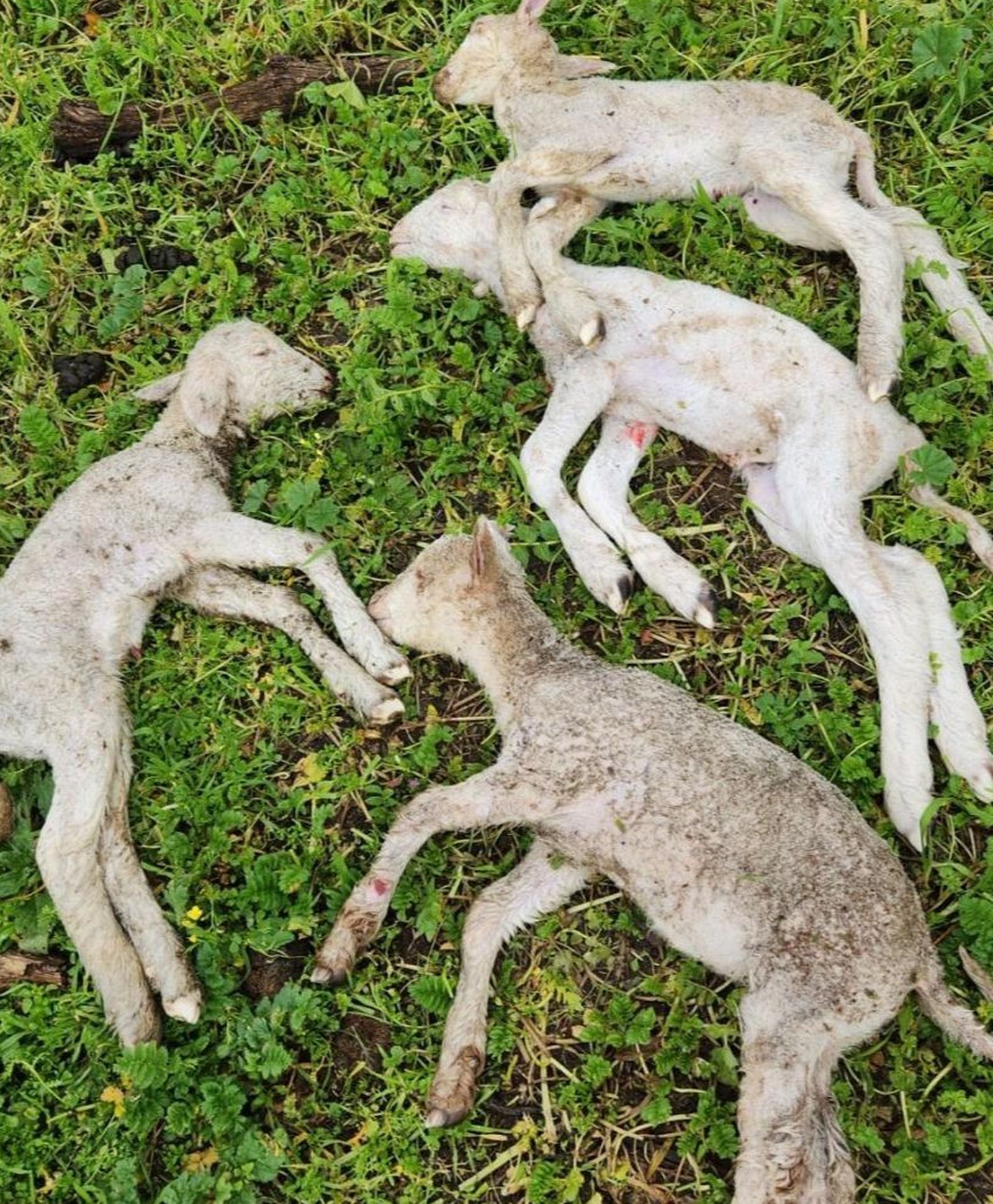 Carneros recién nacidos fallecidos