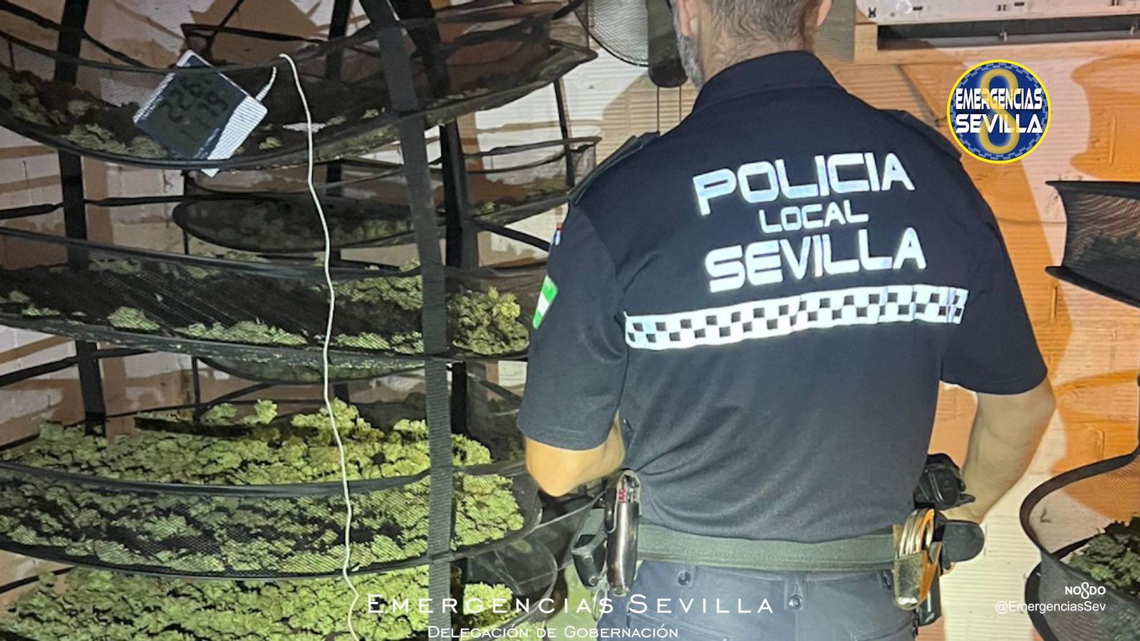 Un policía local contempla los cogollos secándose.