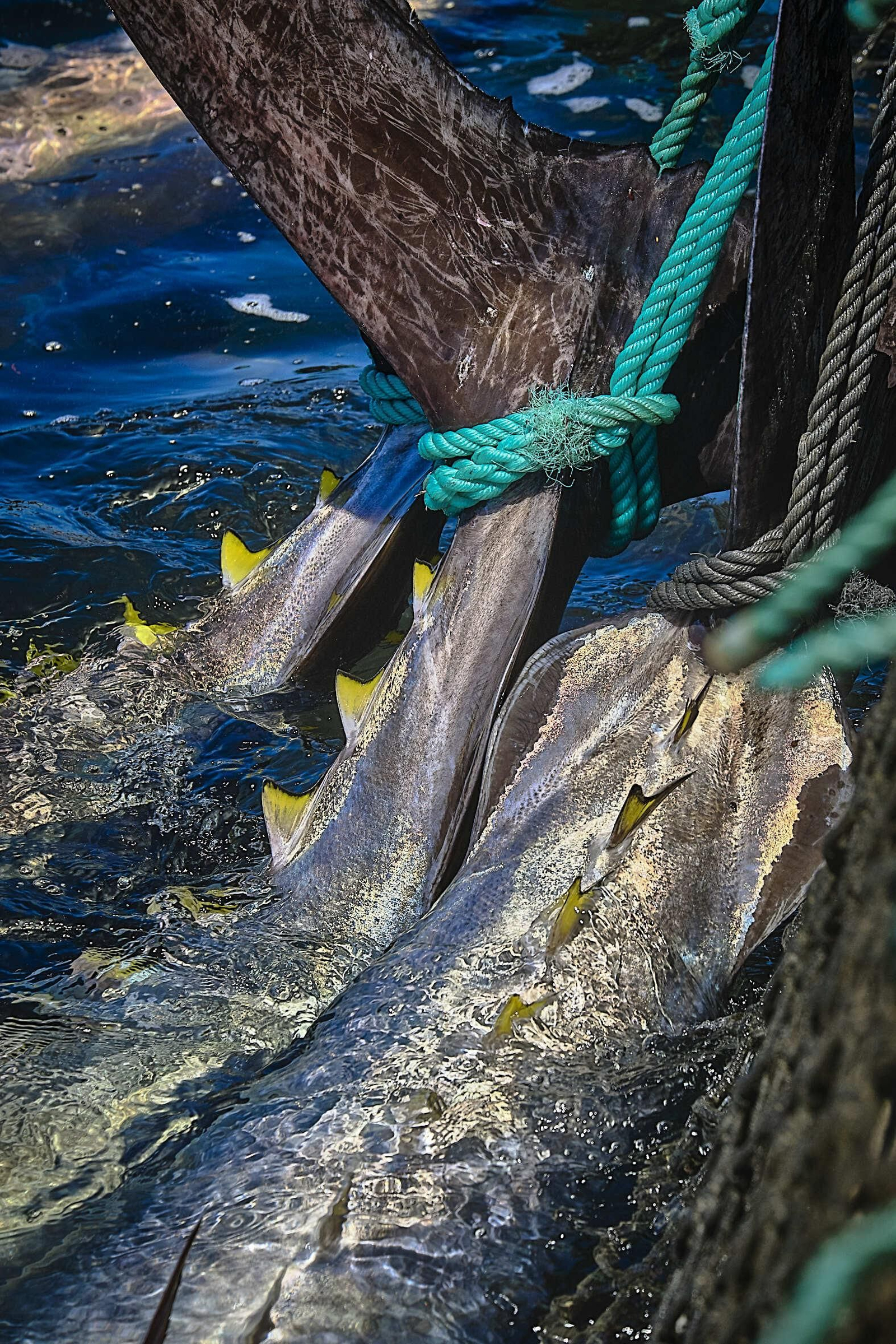 Almadraba de Barbate. Imágenes de la primera 'levantá' de atunes.