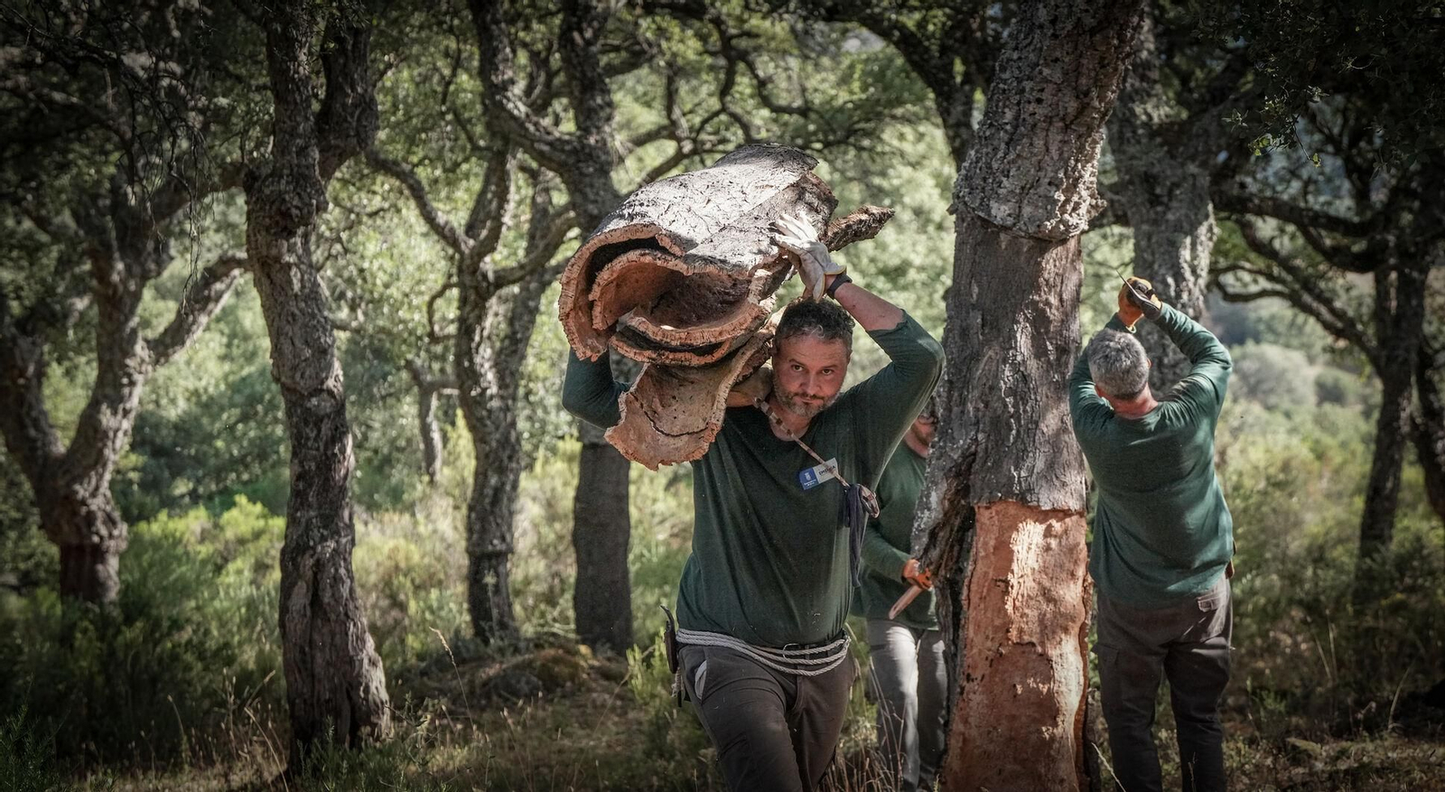 Saca del corcho en los Montes de Propios de Jerez