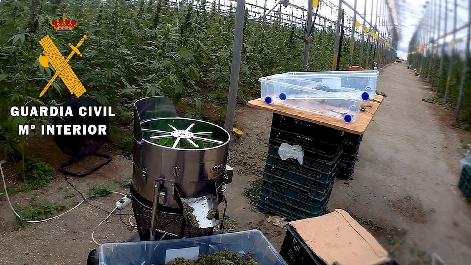 Maquinaria empleada para la extracción de los cogollos del cannabis sativa