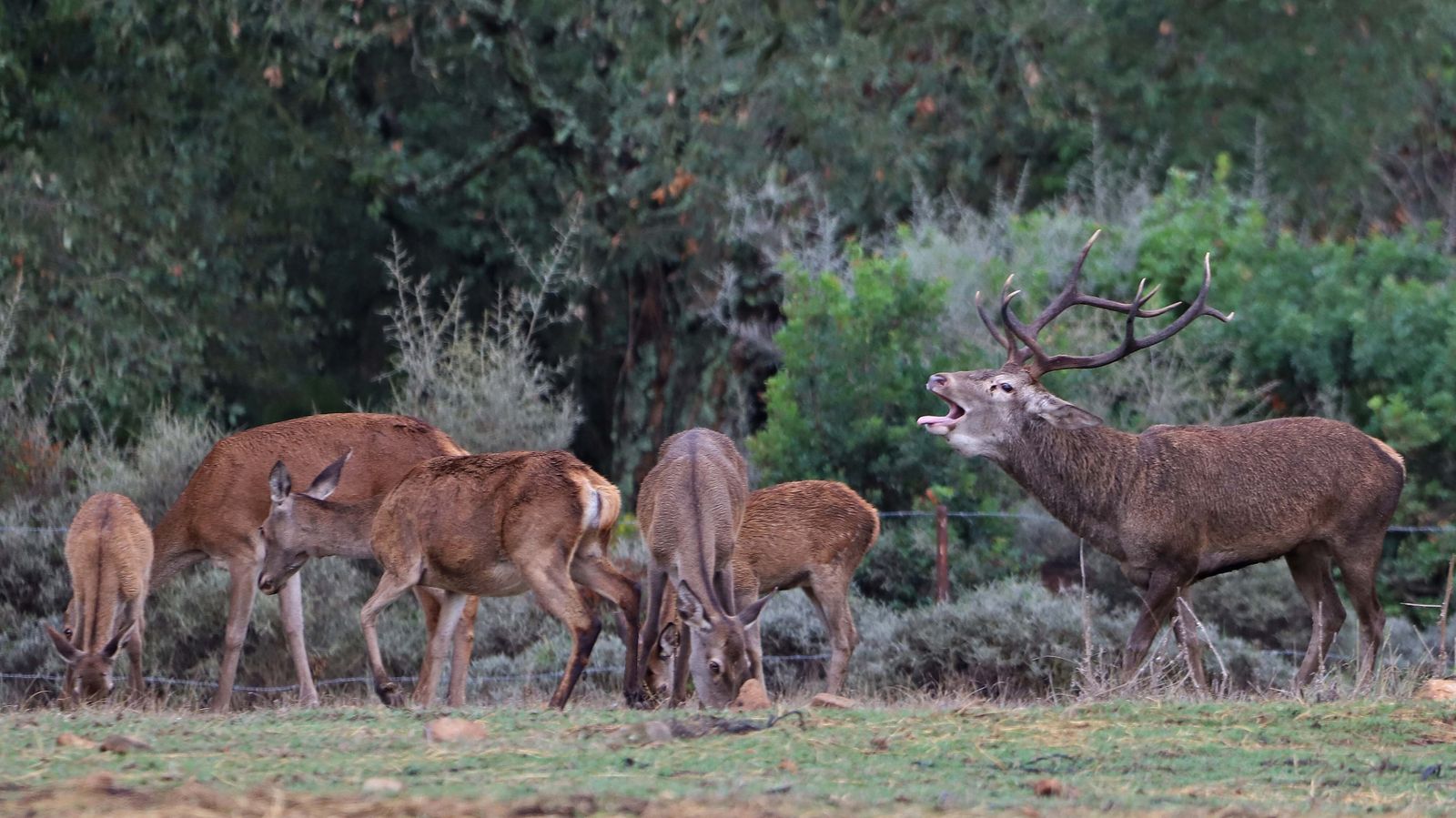 Fotos de la berrea en el Campo de Gibraltar