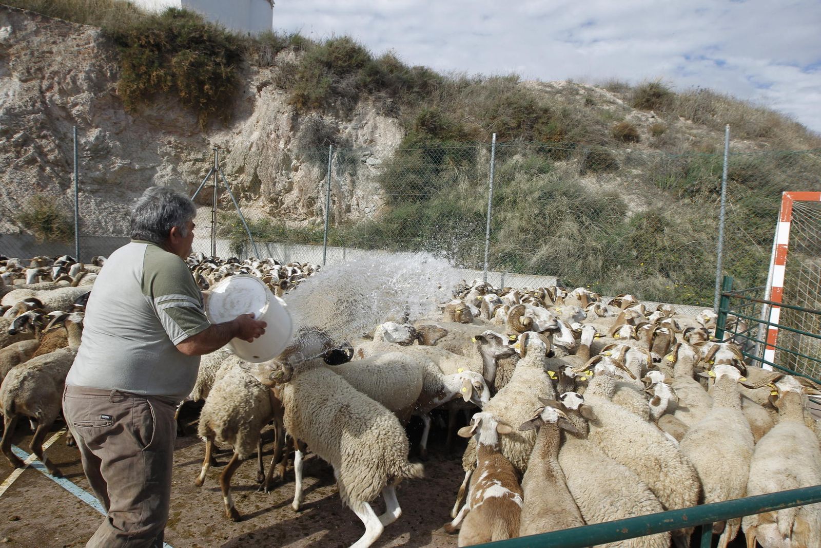 Imagen de archivo de un rebaño de ovejas