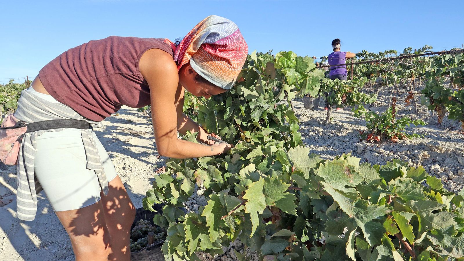 Vendimia a mano en la Viña El Caribe en Jerez