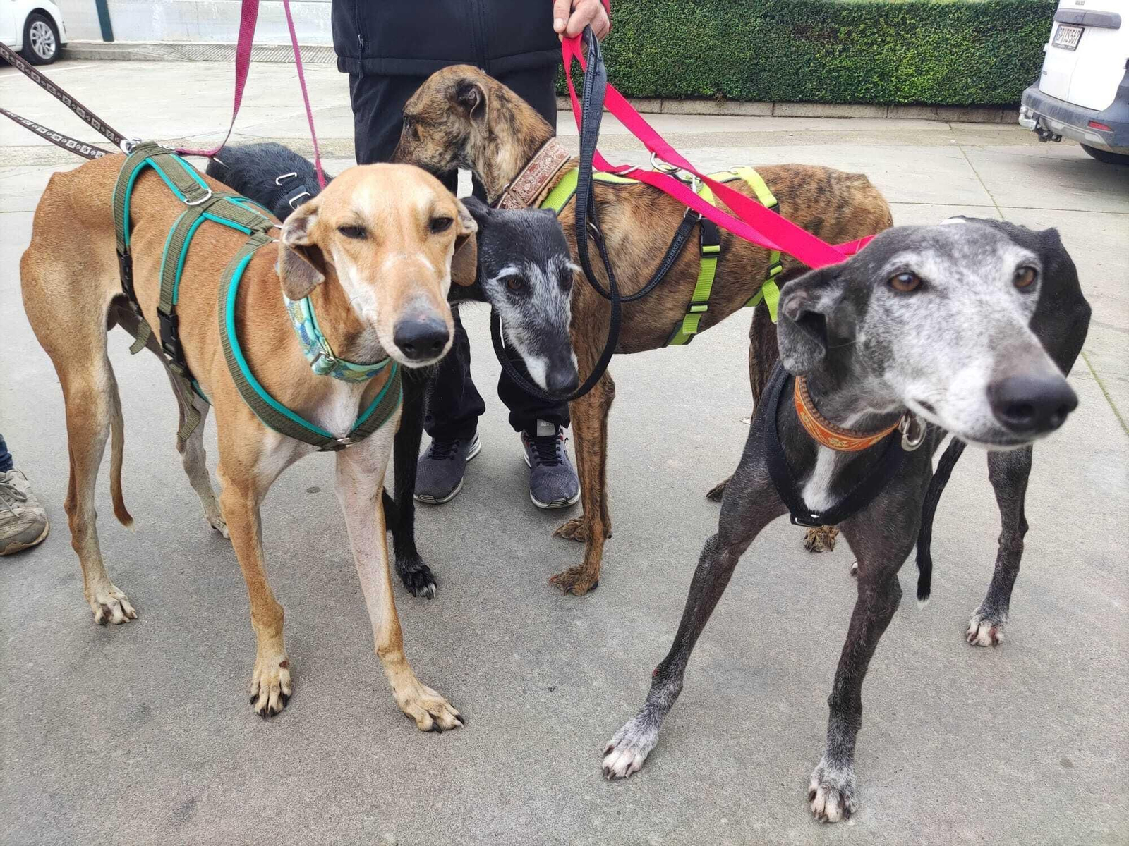 Galgos rescatados. Galgos rescatados.