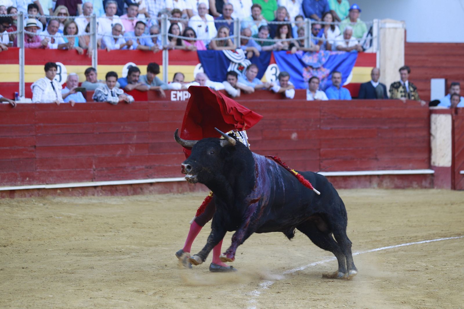 Imágenes del triunfo del torero almeriense Jorge Martínez el día de su alternativa