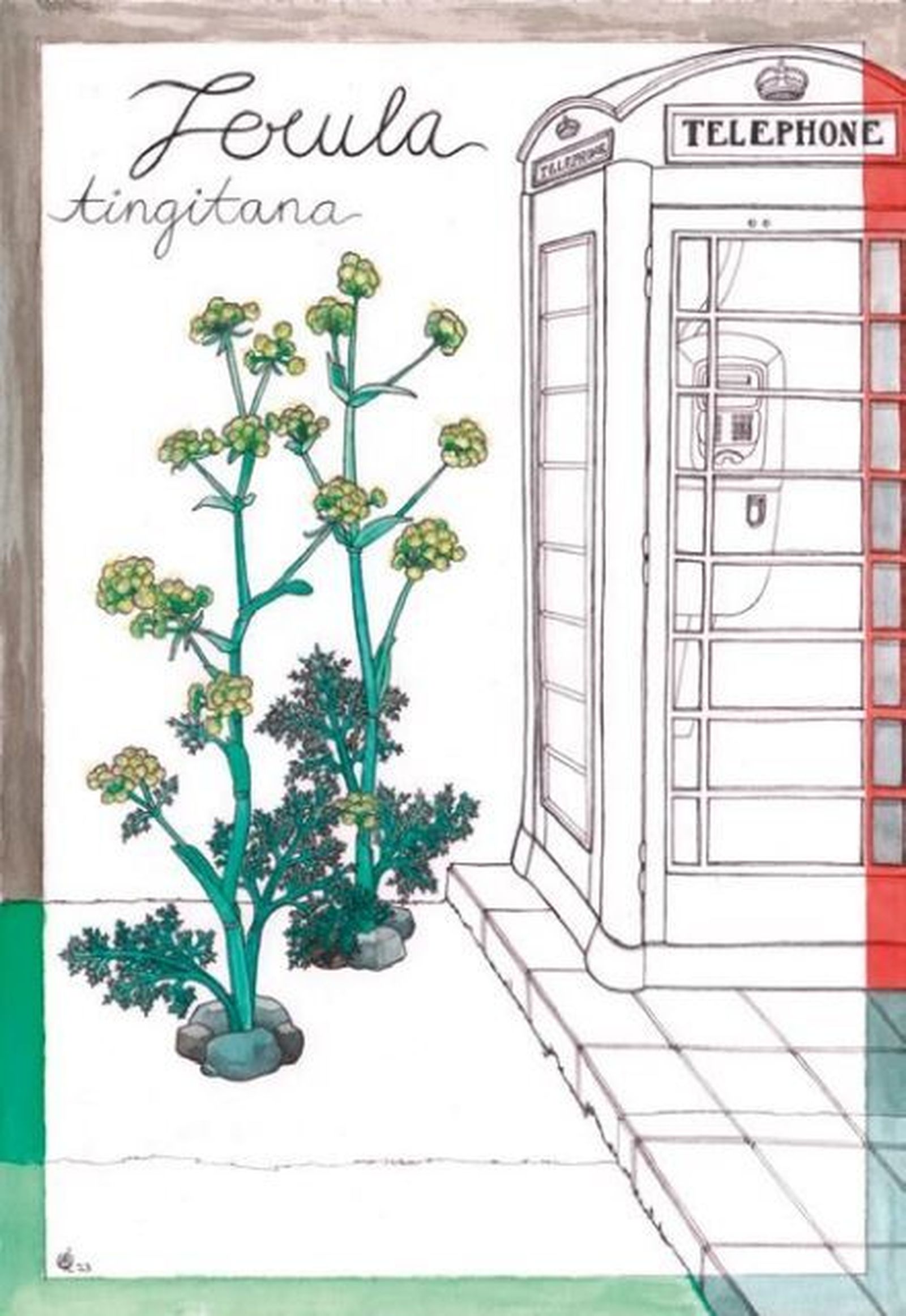 Ferula tingitana. Dibujo de Rocío Sánchez  Alcaide.