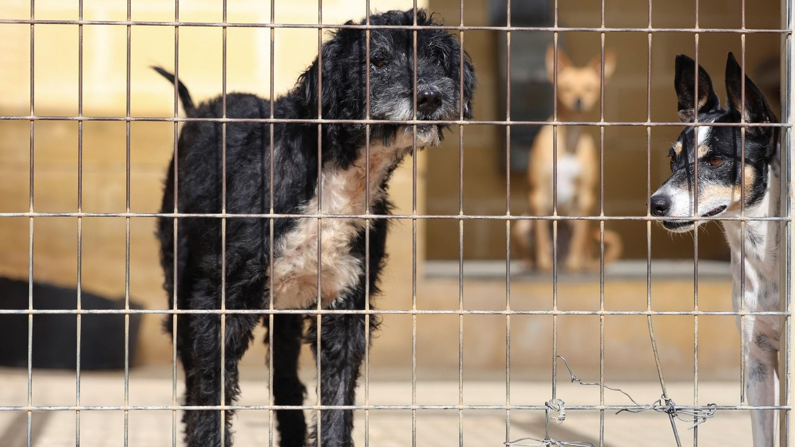 Los perros que buscan familia en la protectora de Animales de Málaga