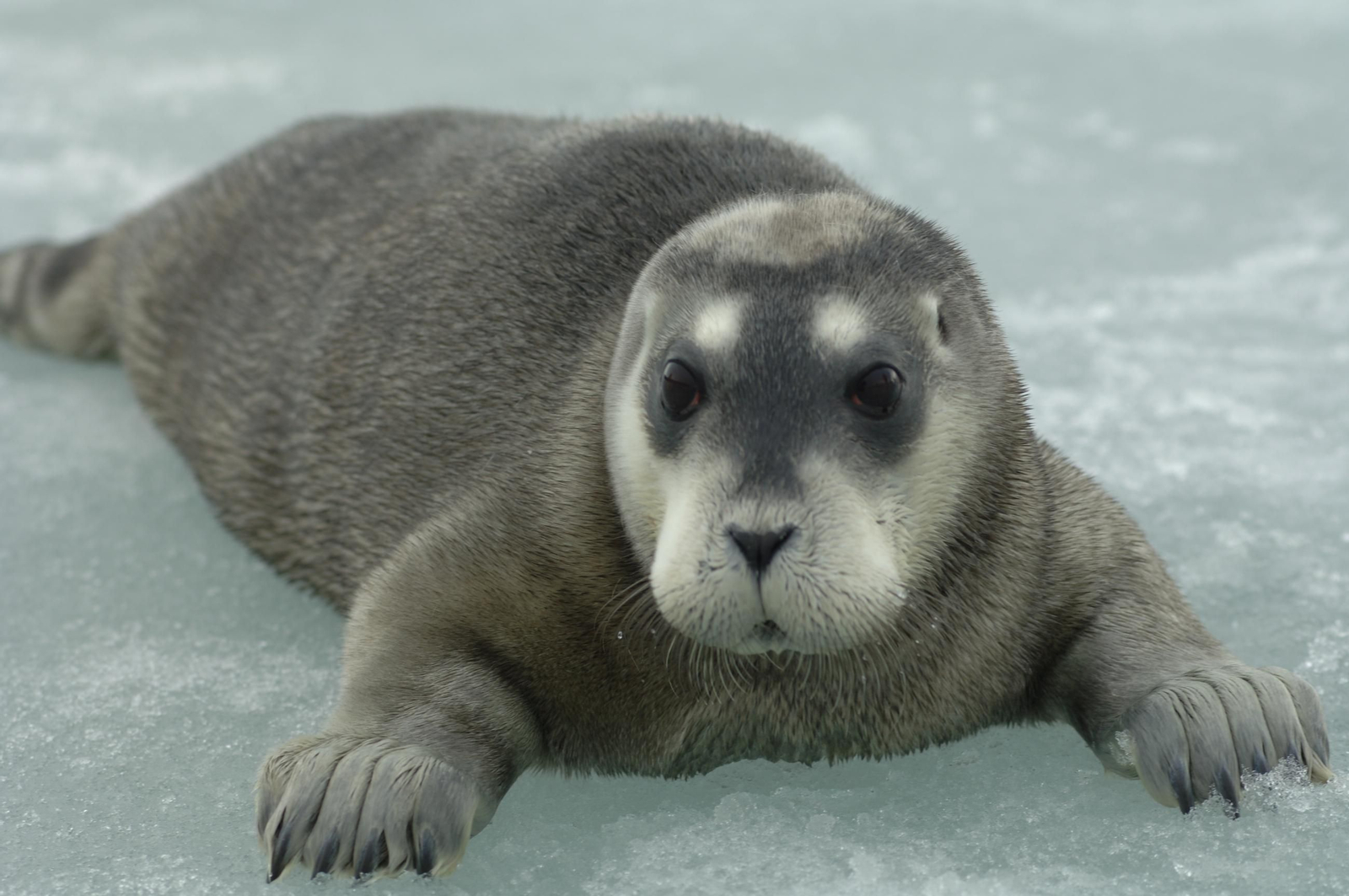 Ejemplar de cría de foca barbuda (Erignathus barbatus).