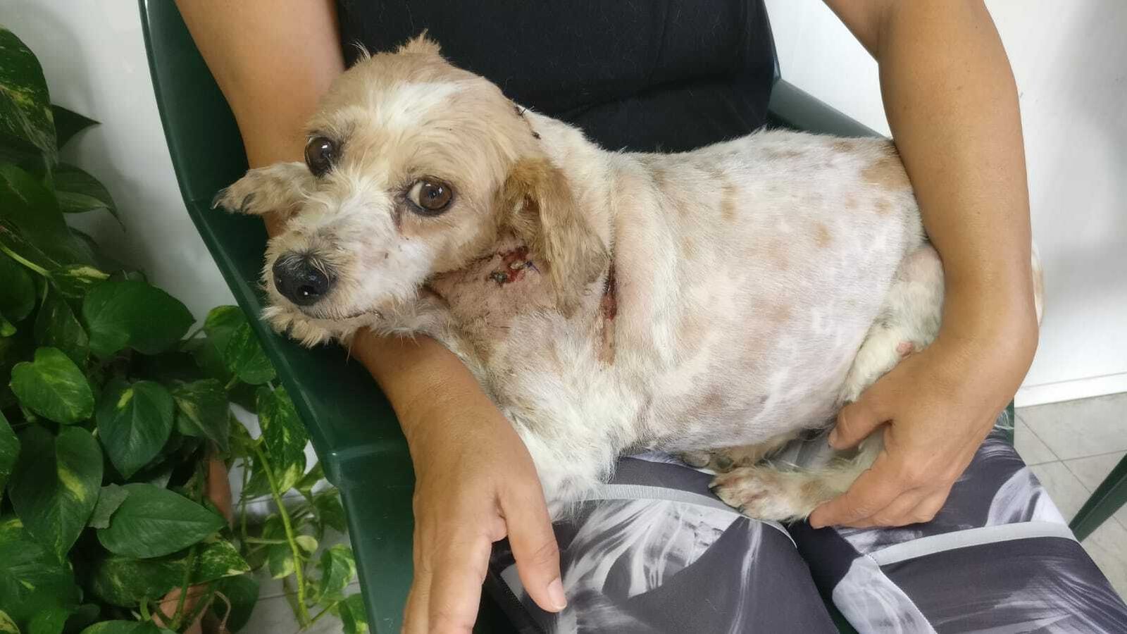 Imagen de 'Mora' cedida por la protectora.