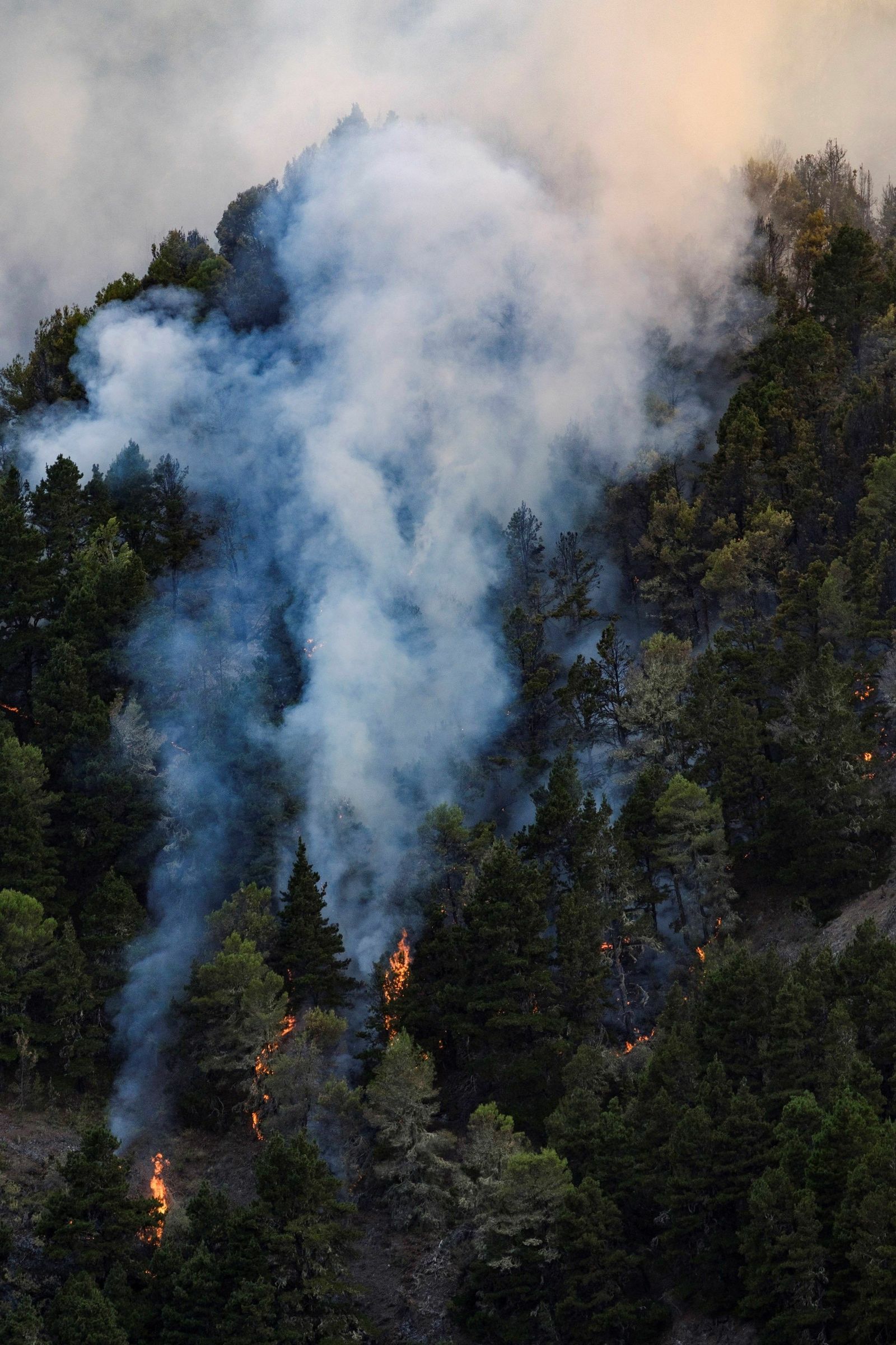 Las imágenes del incendio forestal en Gran Canaria.