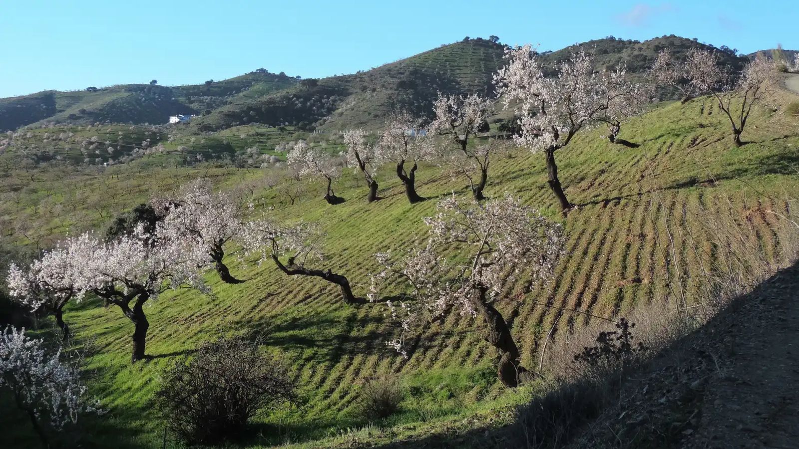 Almendros en flor que se pueden ver en esta ruta llegado el momento de su floración.