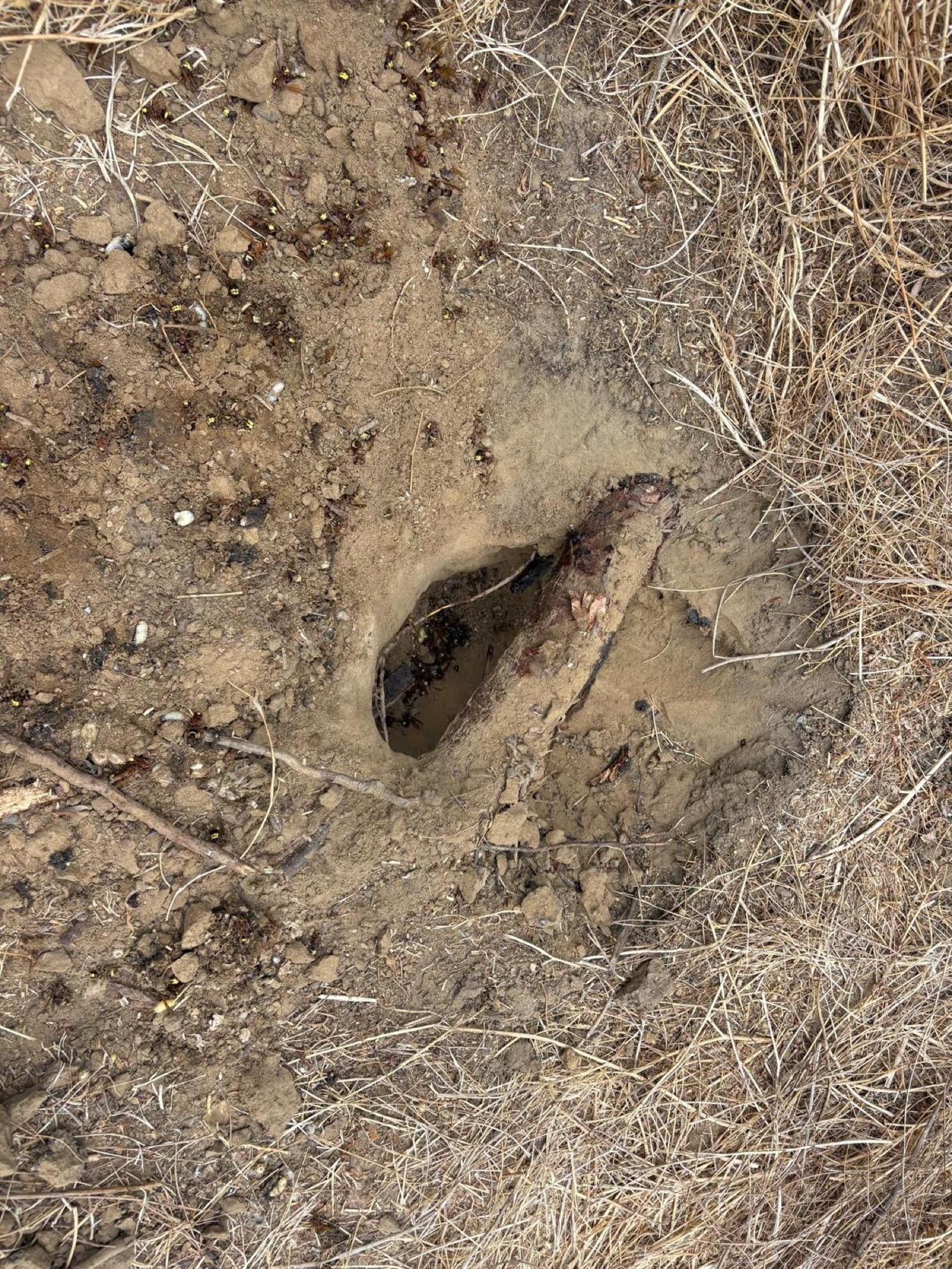 Varios ejemplares de avispón oriental muertos, en torno al nido.