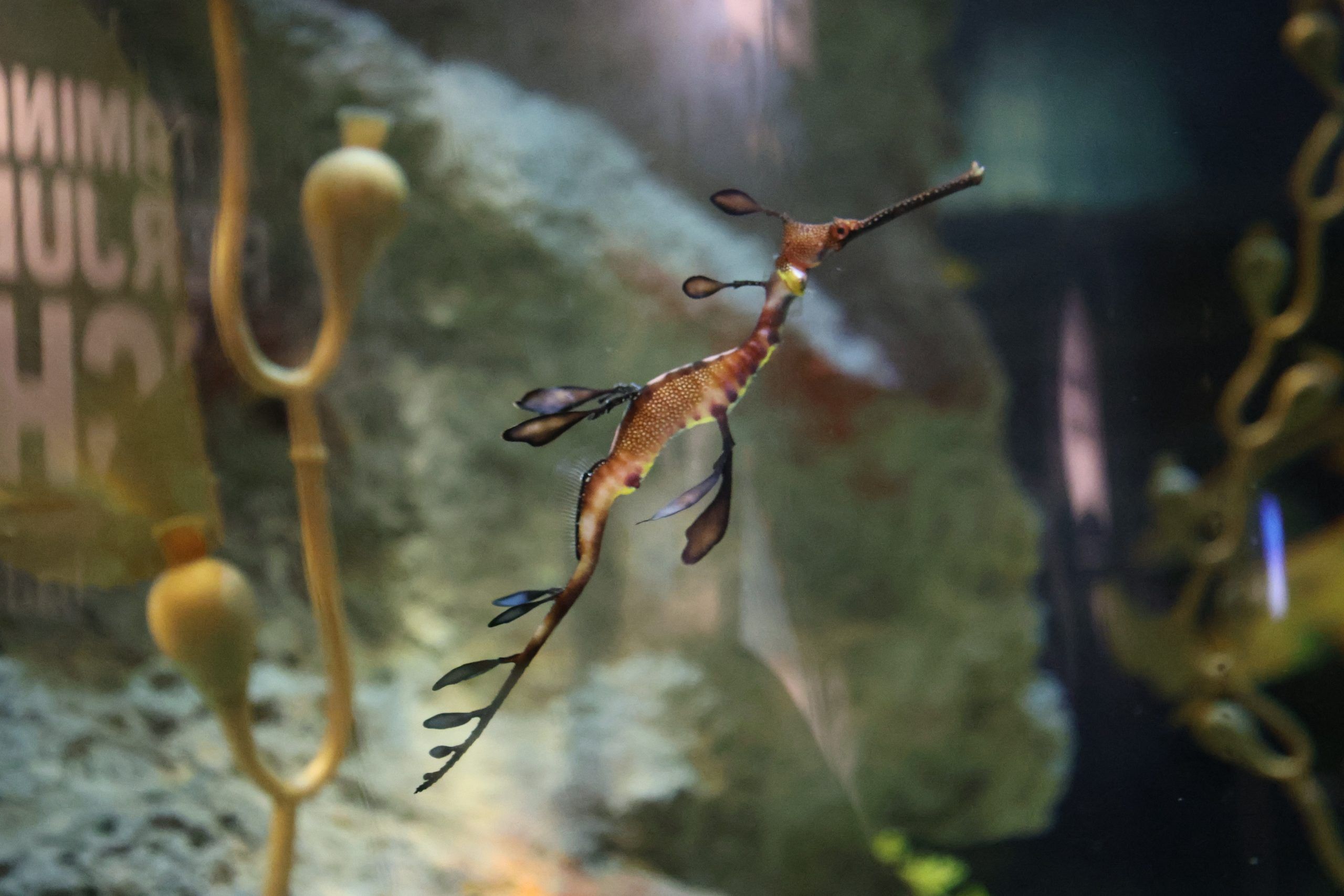 Diario de Sevilla sortea dos entradas para el Acuario de Sevilla