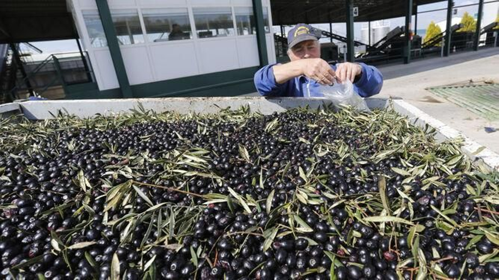 Un operario trabajando en la campaña de la aceituna.