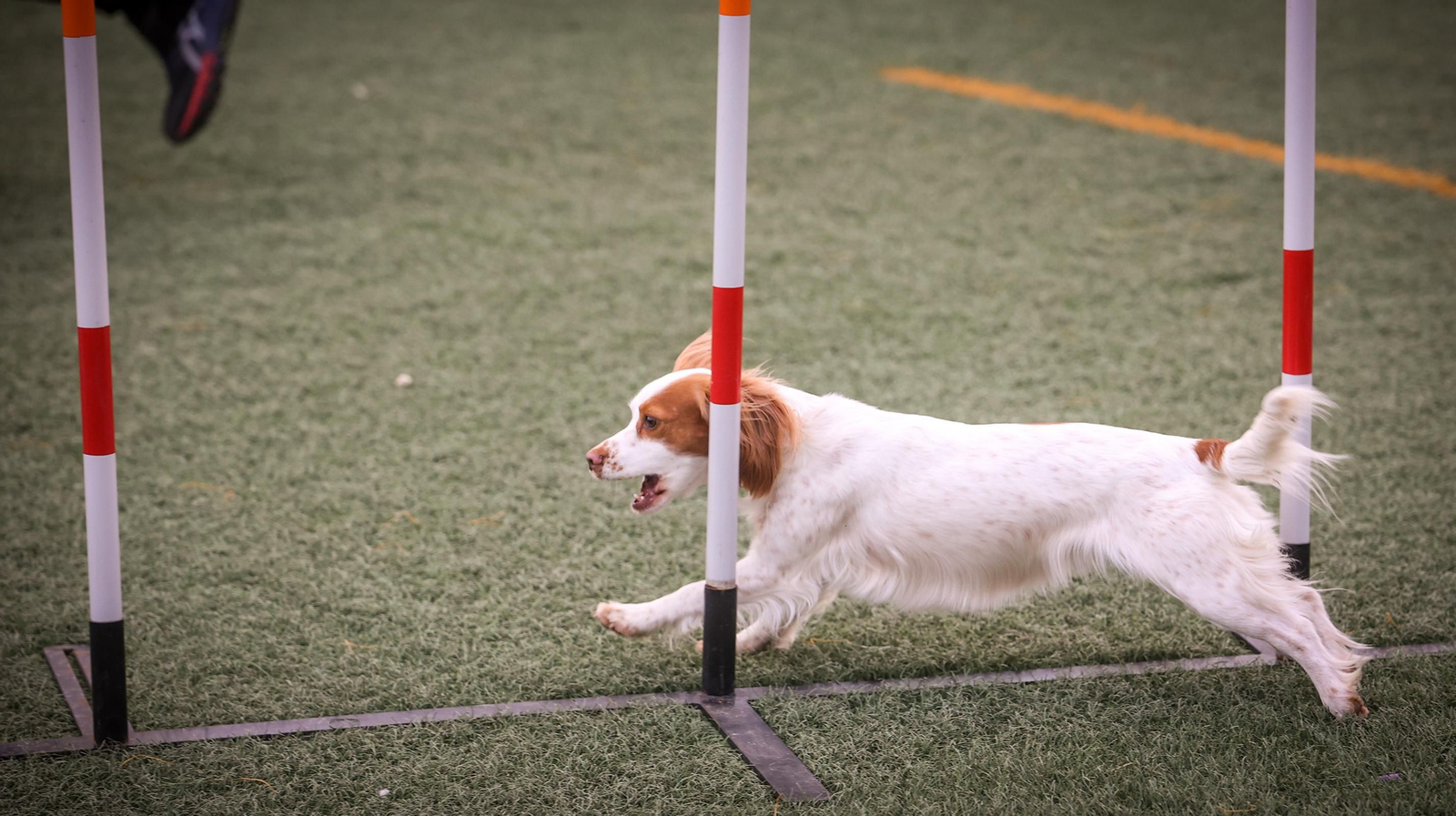 Habilidad canina en la prueba puntuable para el Campeonato de España de 'Agility' celebrado en Jerez Espectaculares las pruebas de disciplina canina puntuables para el Campeonato de España de Agility