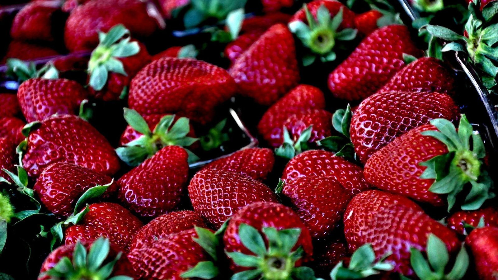 Las fresas son una importante fuente de vitamina C.
