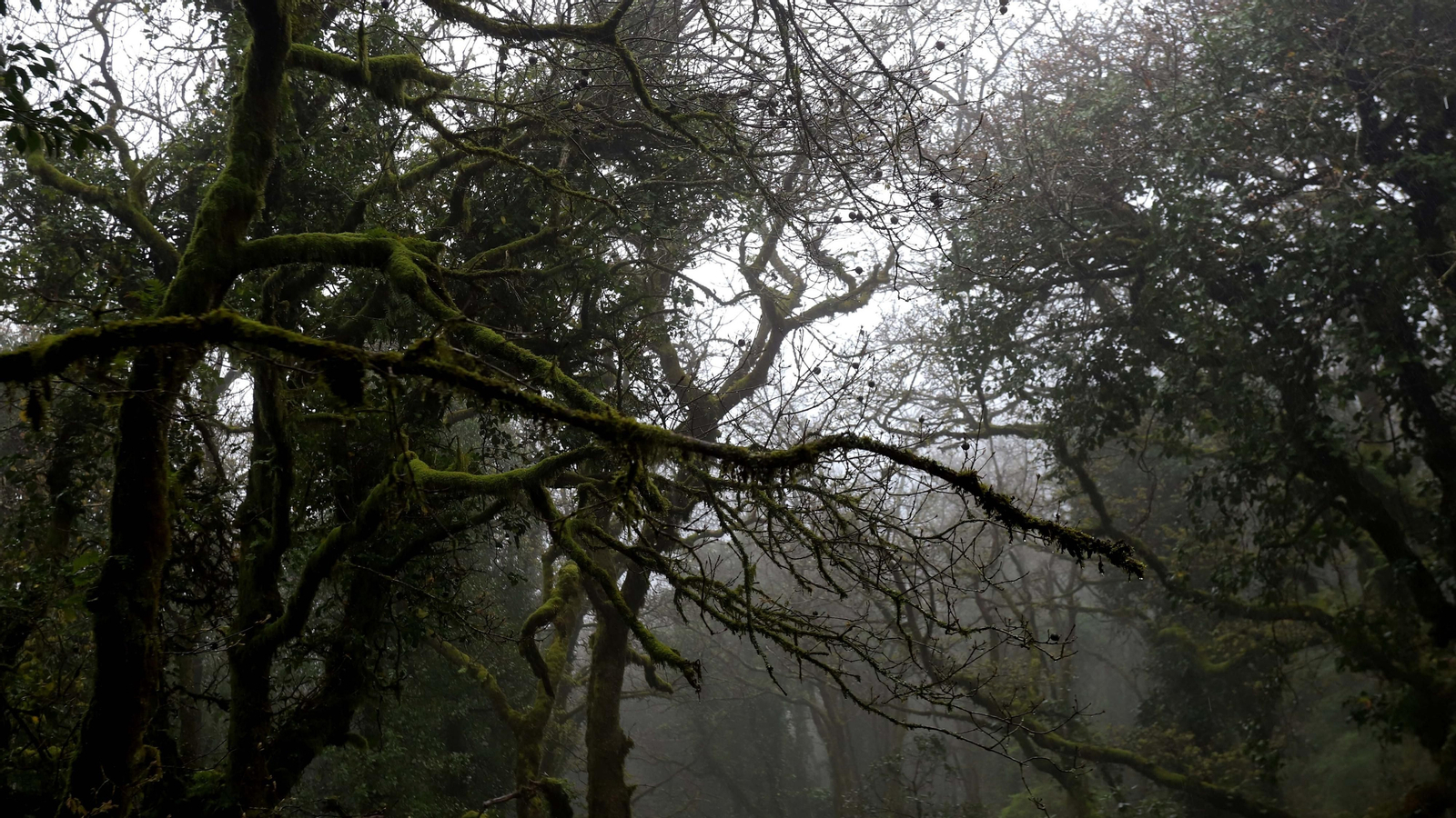 El Bosque de la Niebla