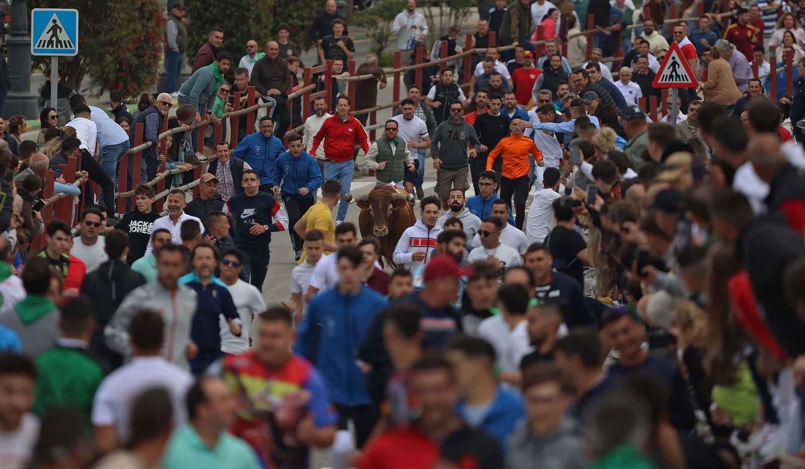 Las mejores fotos del Toro Embolao de Los Barrios 2024