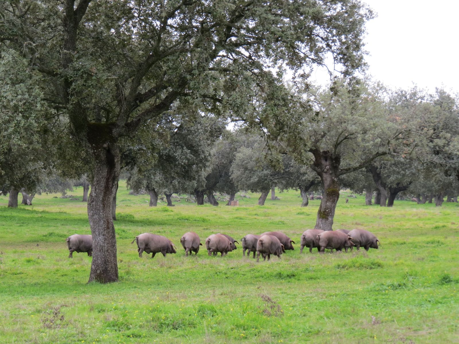 Cerdos en la dehesa entre las encinas.