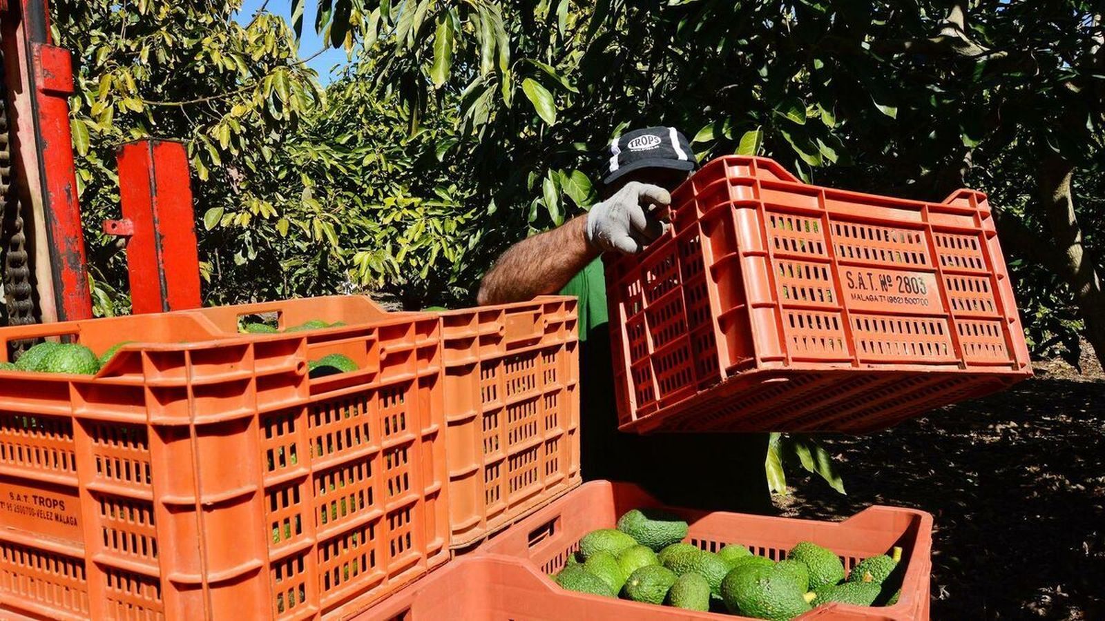 Un agricultor durante la recogida de aguacates