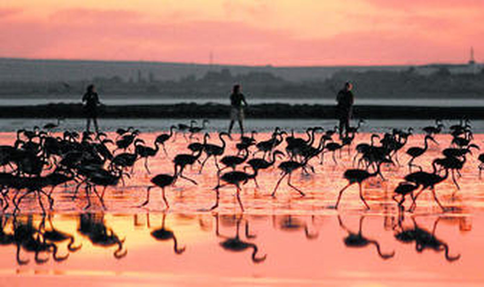 Pollos de flamenco en la laguna de Fuente de Piedra momentos antes del anillamiento en la madrugada de ayer