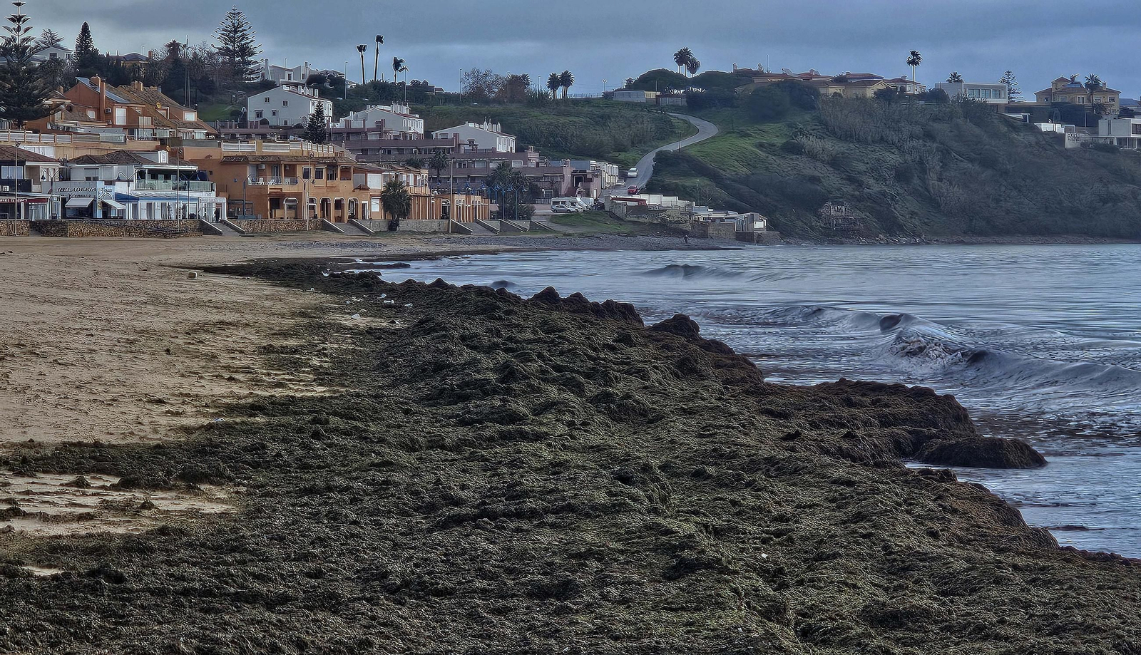 Fotos del nuevo arribazón de alga invasora en la playa de Getares en Algeciras