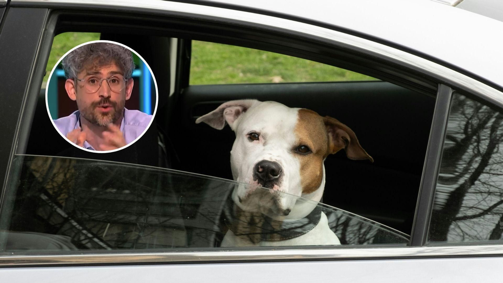 Un veterinario advierte sobre el peligro de llevar a un perro suelto en el coche