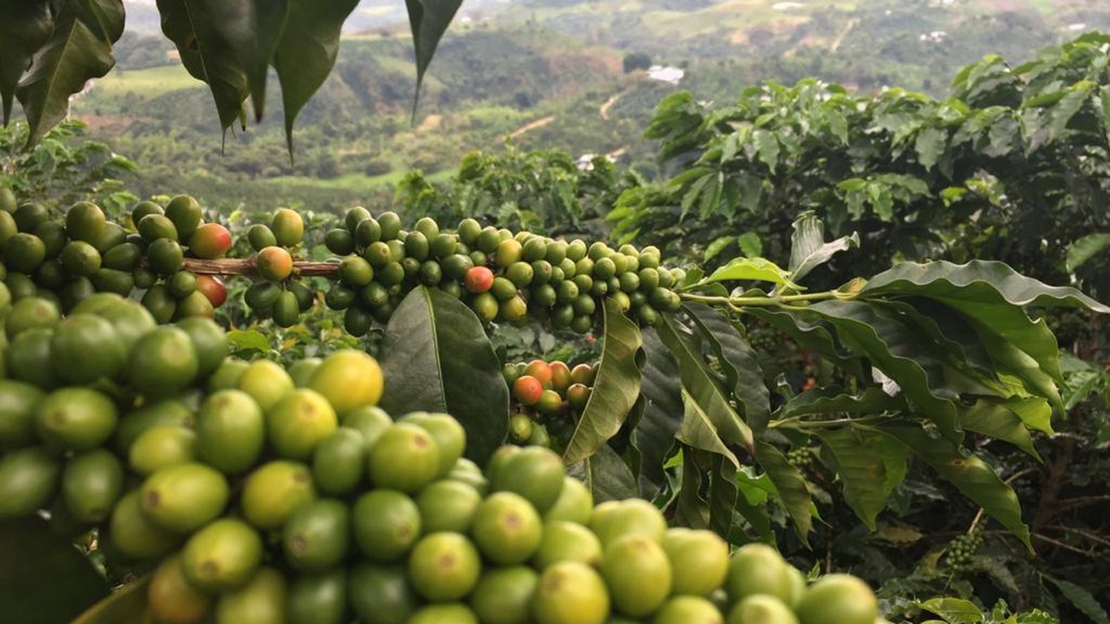 Plantaciones de café en Algeciras, Colombia