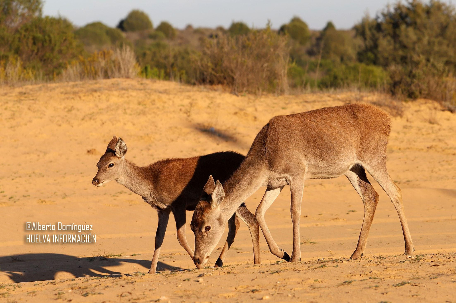 Imágenes de ciervos de Doñana junto a la carretera norte de Matalascañas