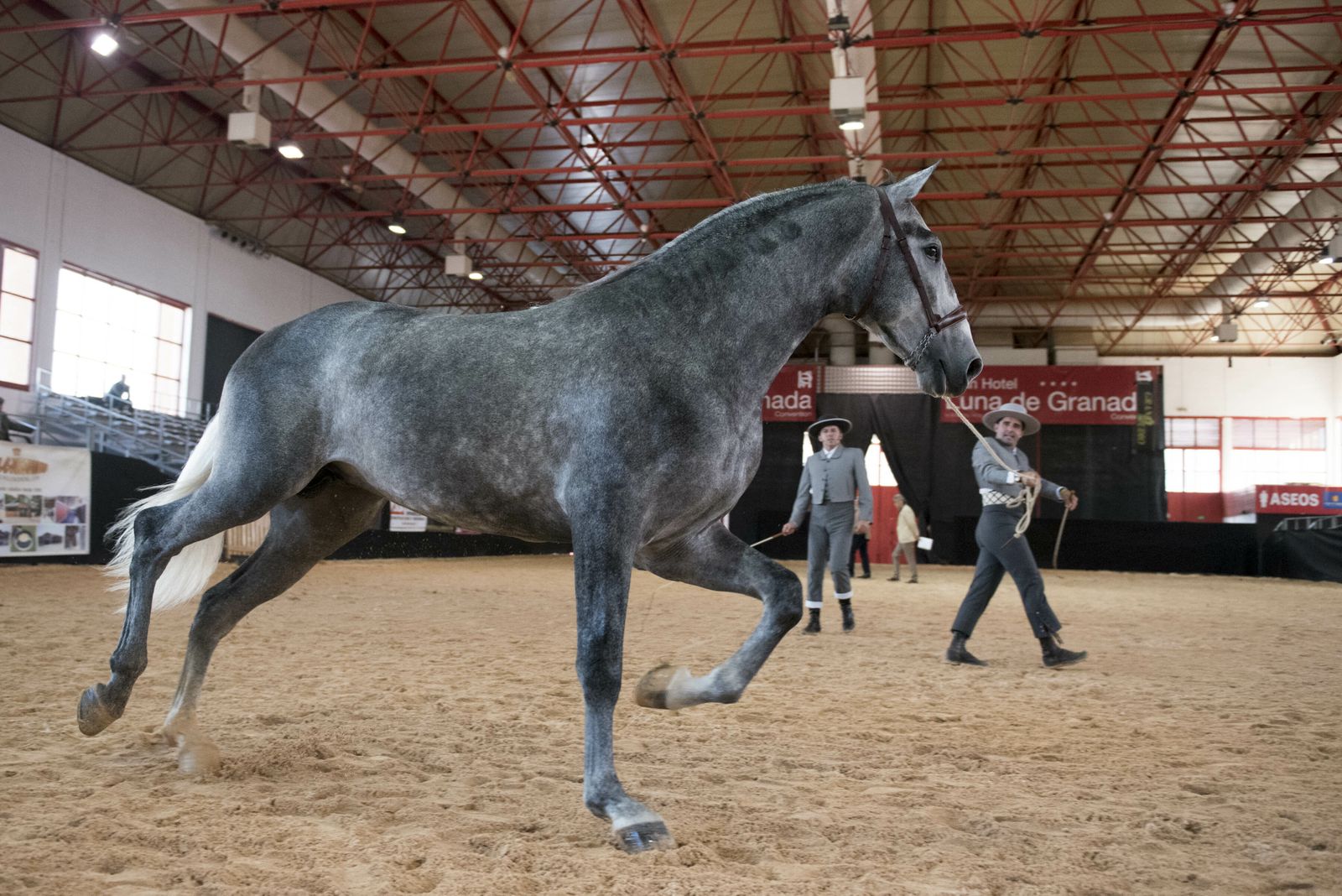 Divorcio entre la Junta y Fermasa a cuenta de la Feria del caballo