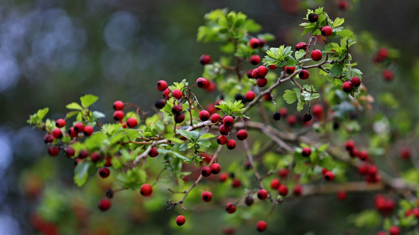 Las mejores fotos del sendero del Río de la Miel