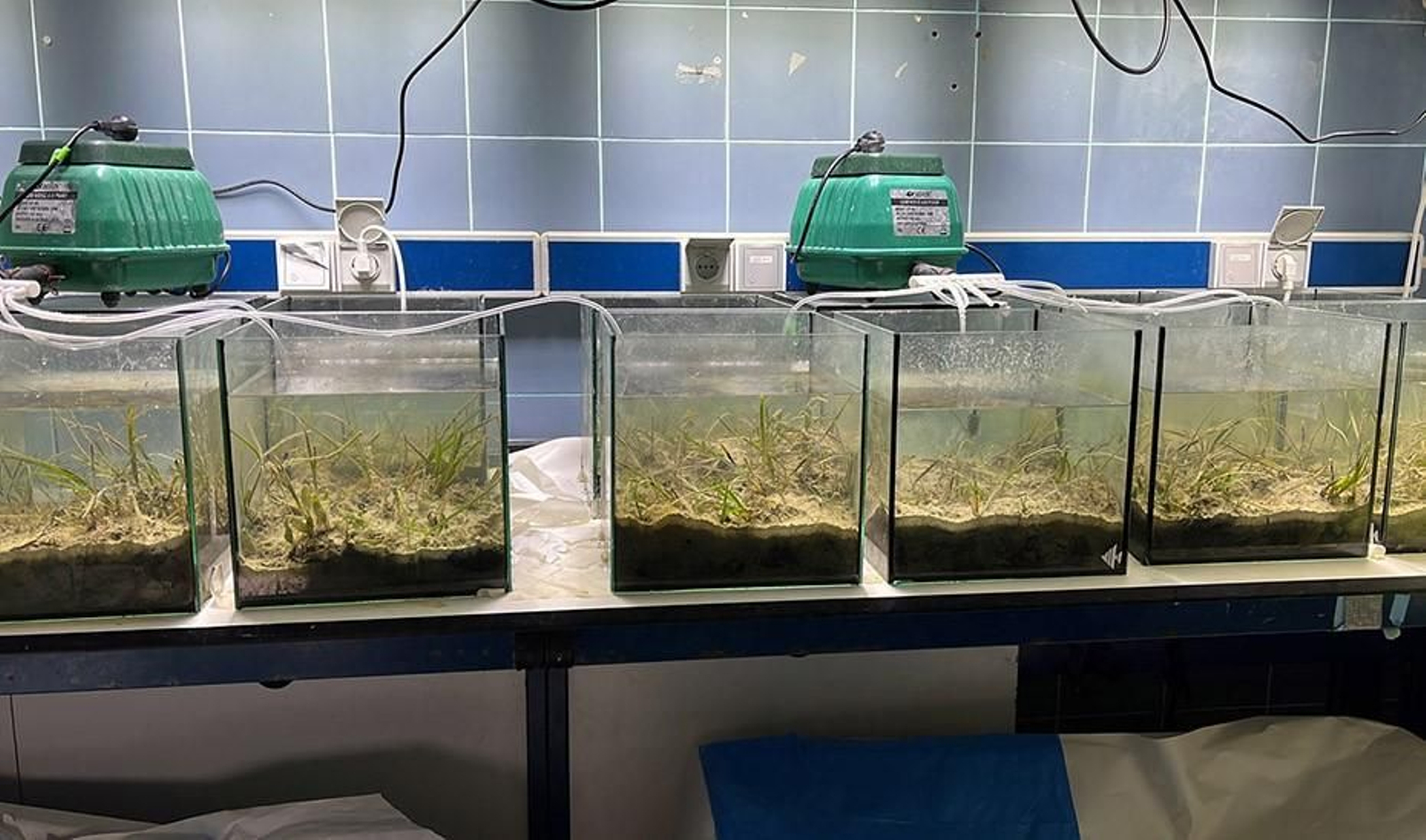 Acuarios utilizados en la investigación que simulan las condiciones de la Bahía de Cádiz.