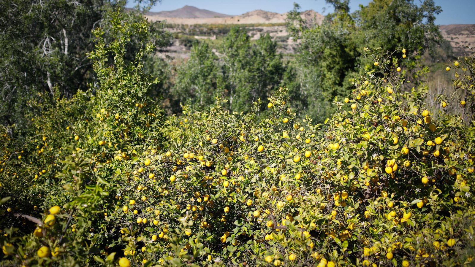 Limonero volcado por el viento.